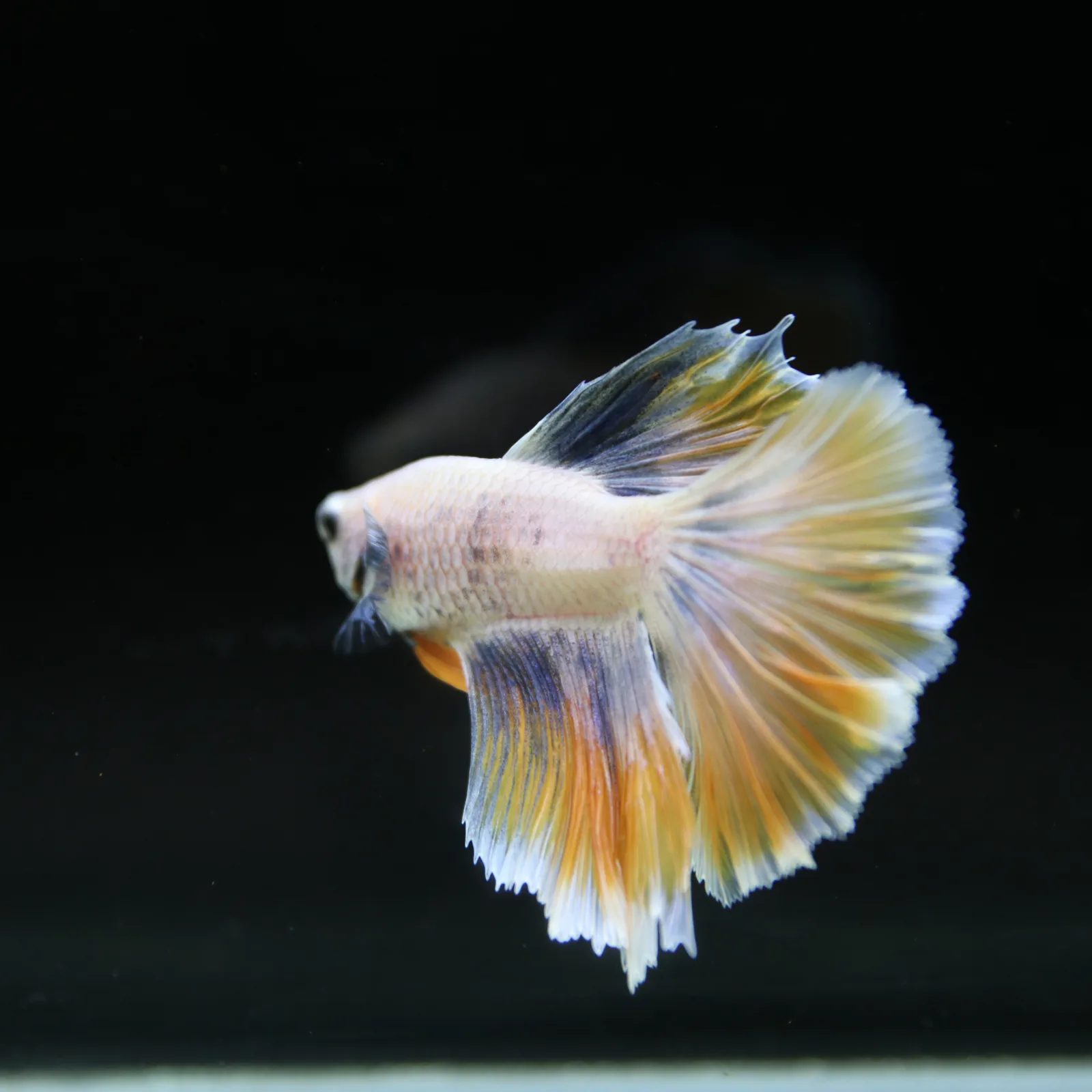 Pastel Yellow Lavender Halfmoon Betta Male – Show Grade Live Betta Fish media 7