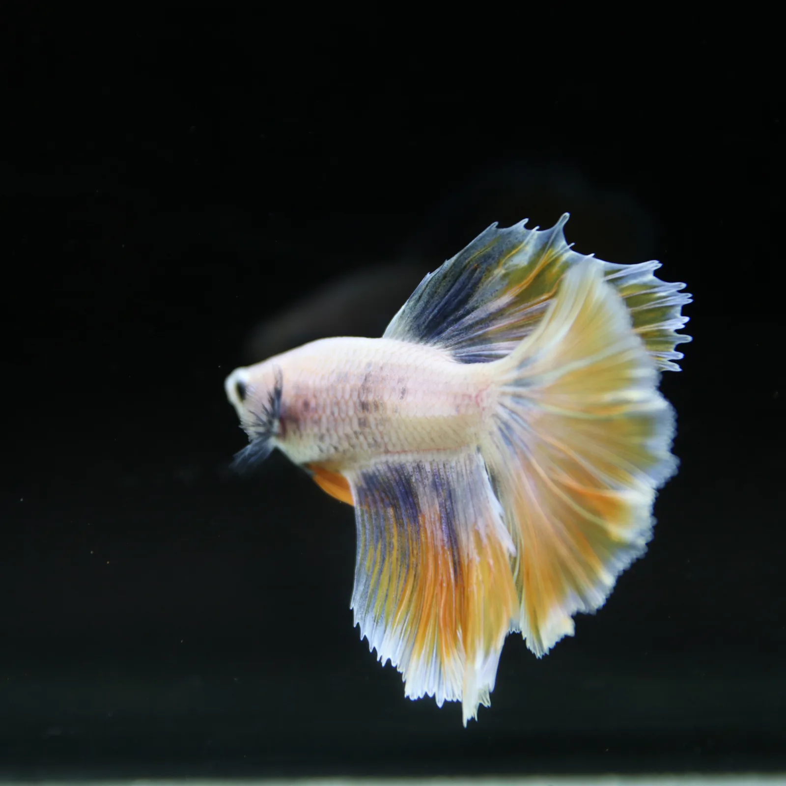 Pastel Yellow Lavender Halfmoon Betta Male – Show Grade Live Betta Fish media 8