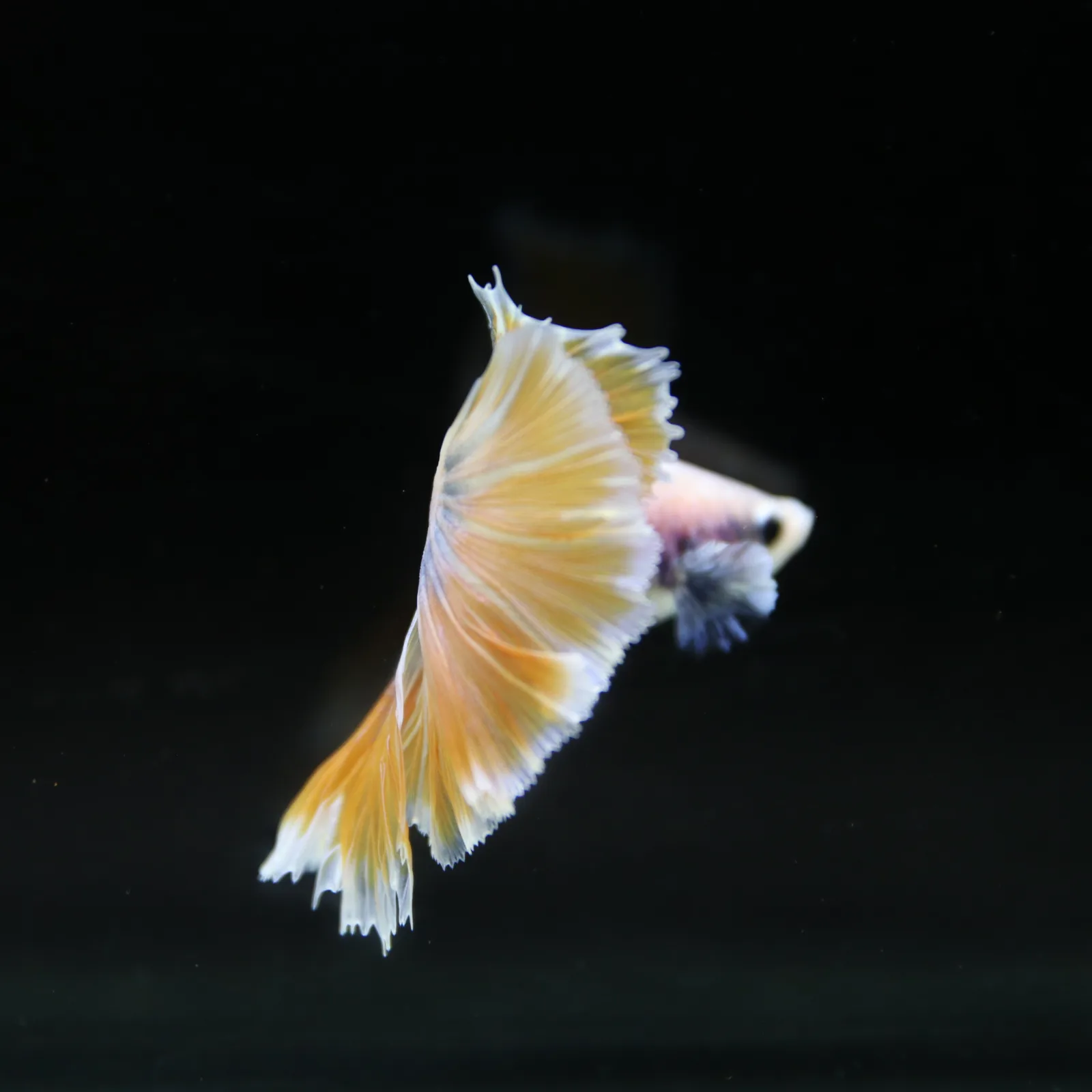 Pastel Yellow Lavender Halfmoon Betta Male – Show Grade Live Betta Fish media 9