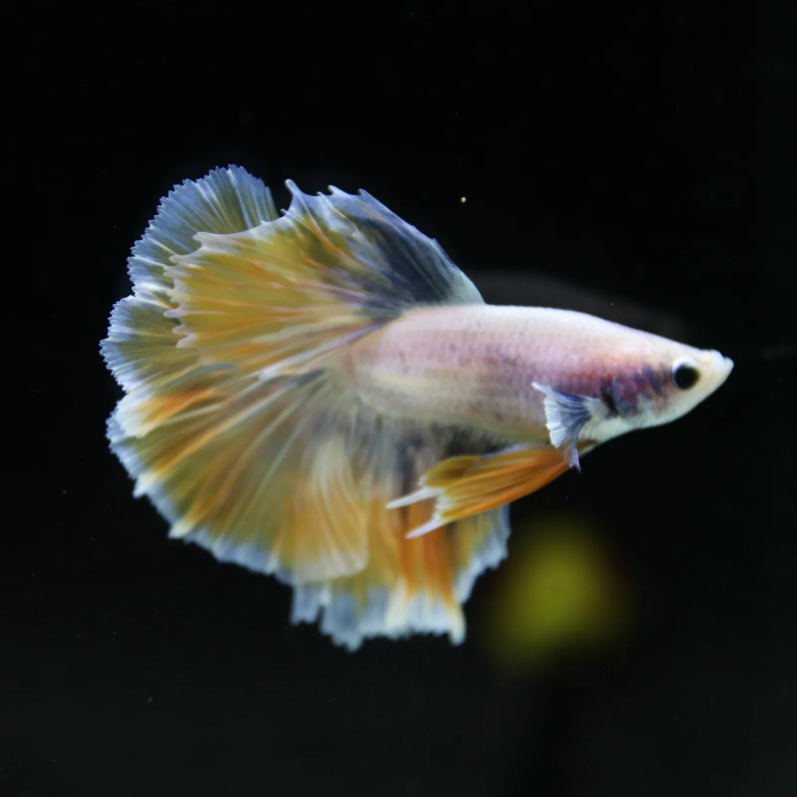 Pastel Yellow Lavender Halfmoon Betta Male – Show Grade Live Betta Fish media 11