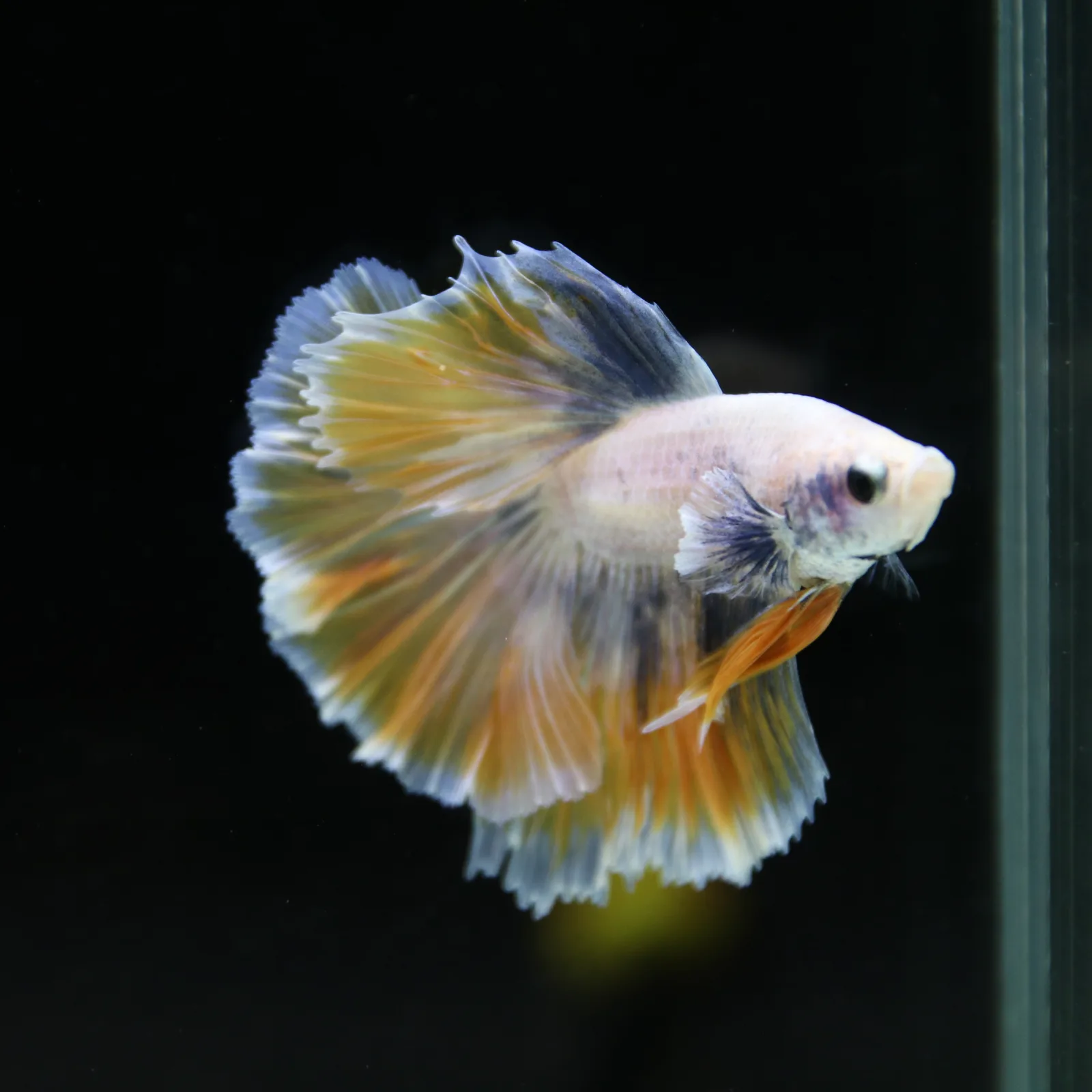 Pastel Yellow Lavender Halfmoon Betta Male – Show Grade Live Betta Fish media 12