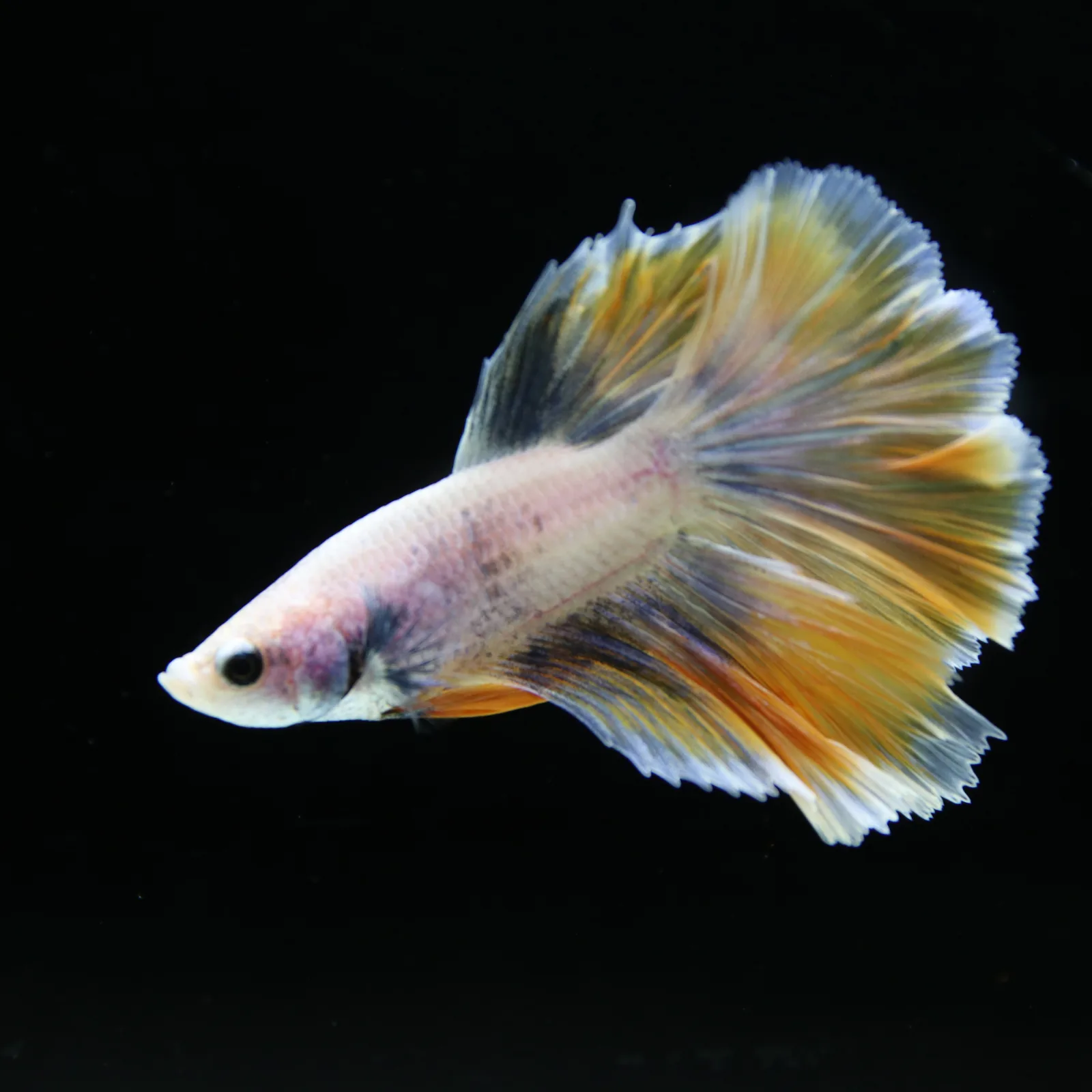 Pastel Yellow Lavender Halfmoon Betta Male – Show Grade Live Betta Fish media 13