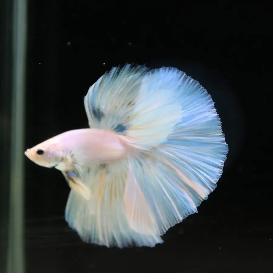 Pearl Ice Blue Halfmoon Betta Male – Premium Live Betta Fish from Thailand