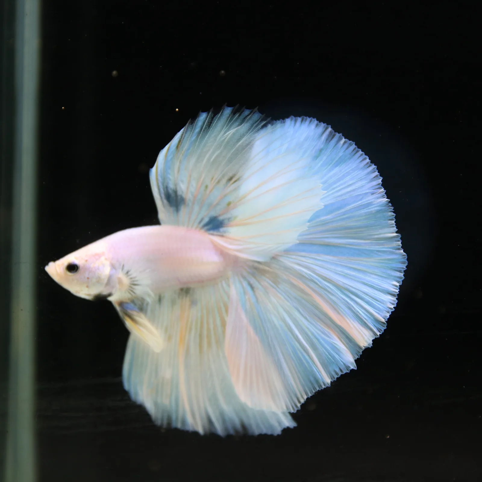 Pearl Ice Blue Halfmoon Betta Male – Premium Live Betta Fish from Thailand media 2