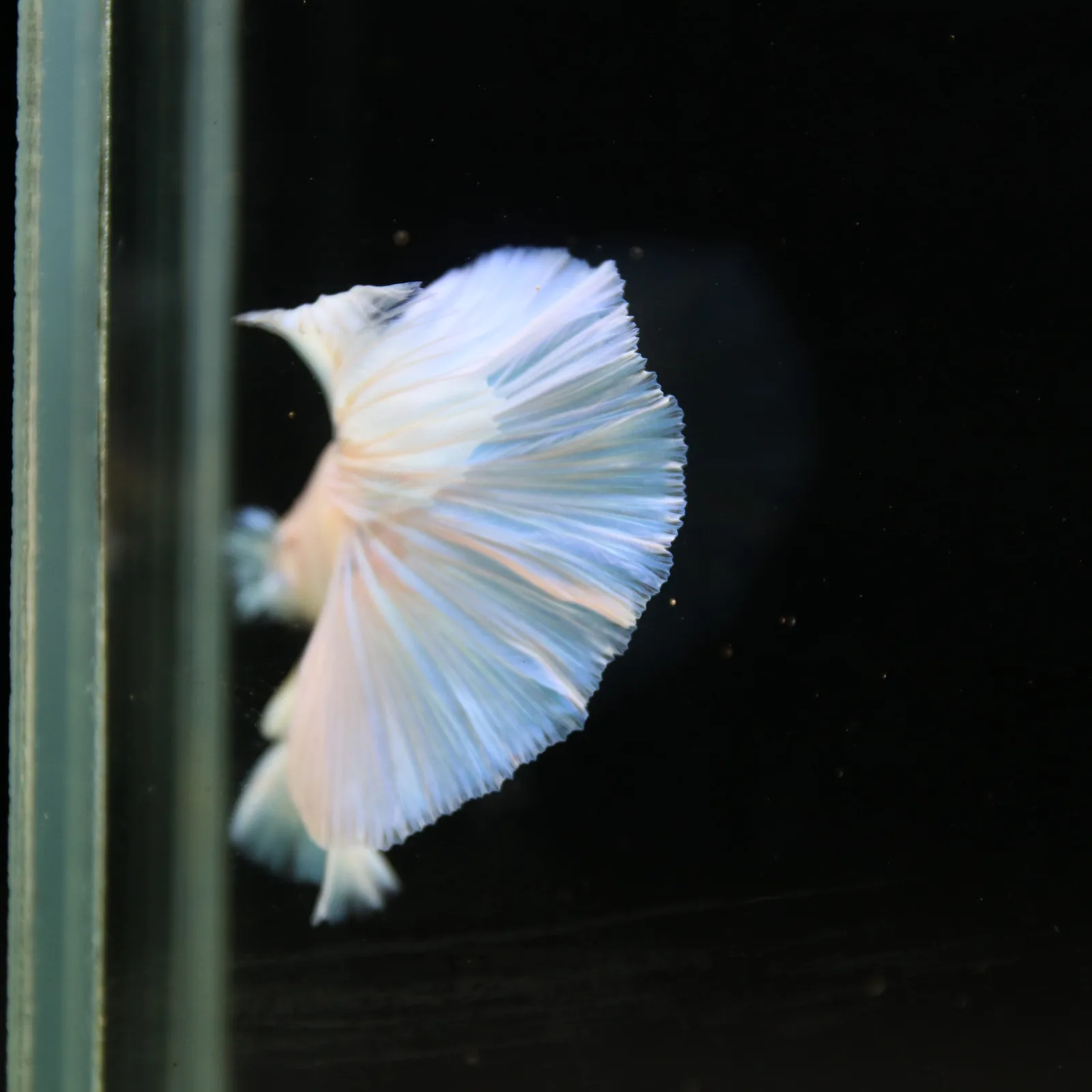 Pearl Ice Blue Halfmoon Betta Male – Premium Live Betta Fish from Thailand media 3
