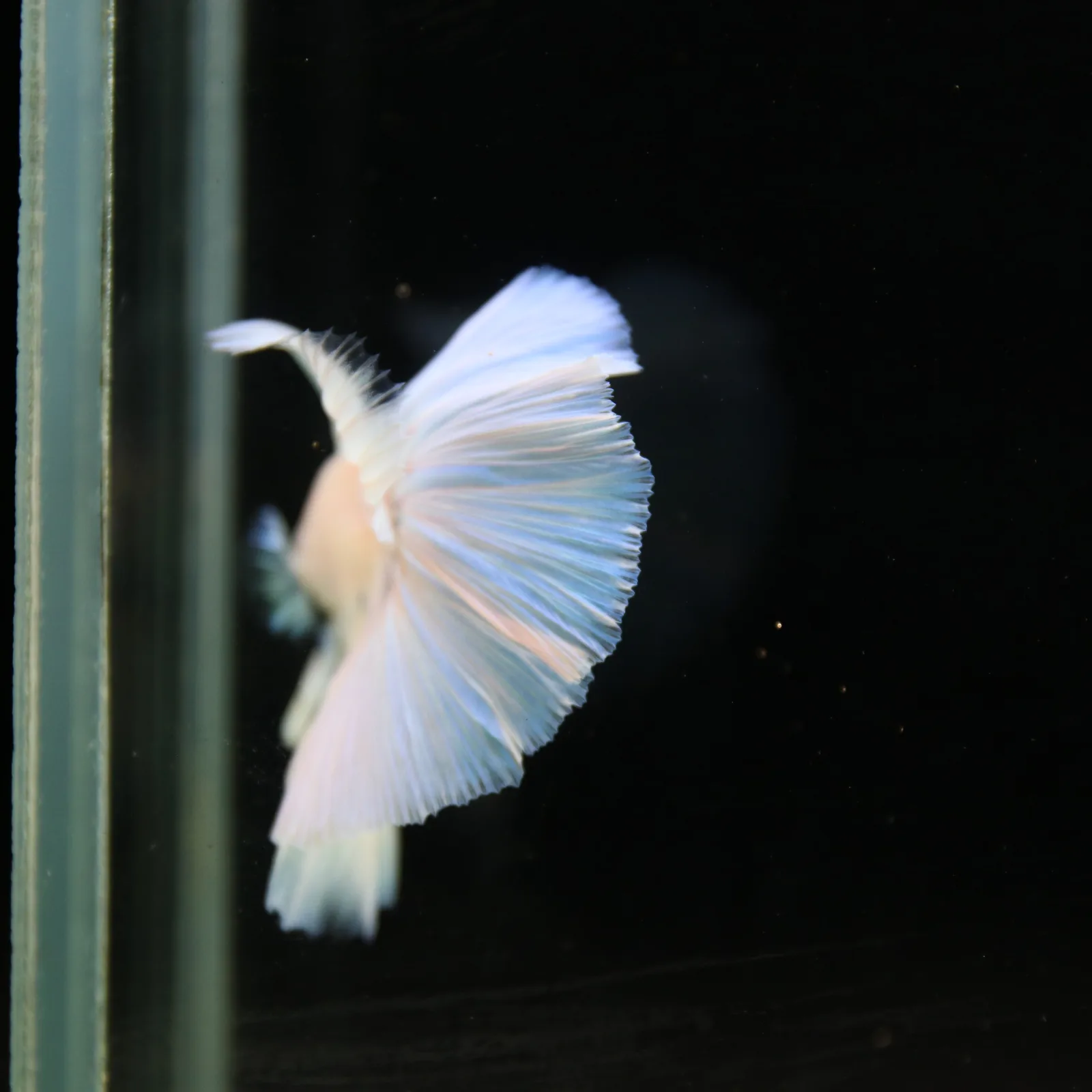 Pearl Ice Blue Halfmoon Betta Male – Premium Live Betta Fish from Thailand media 4