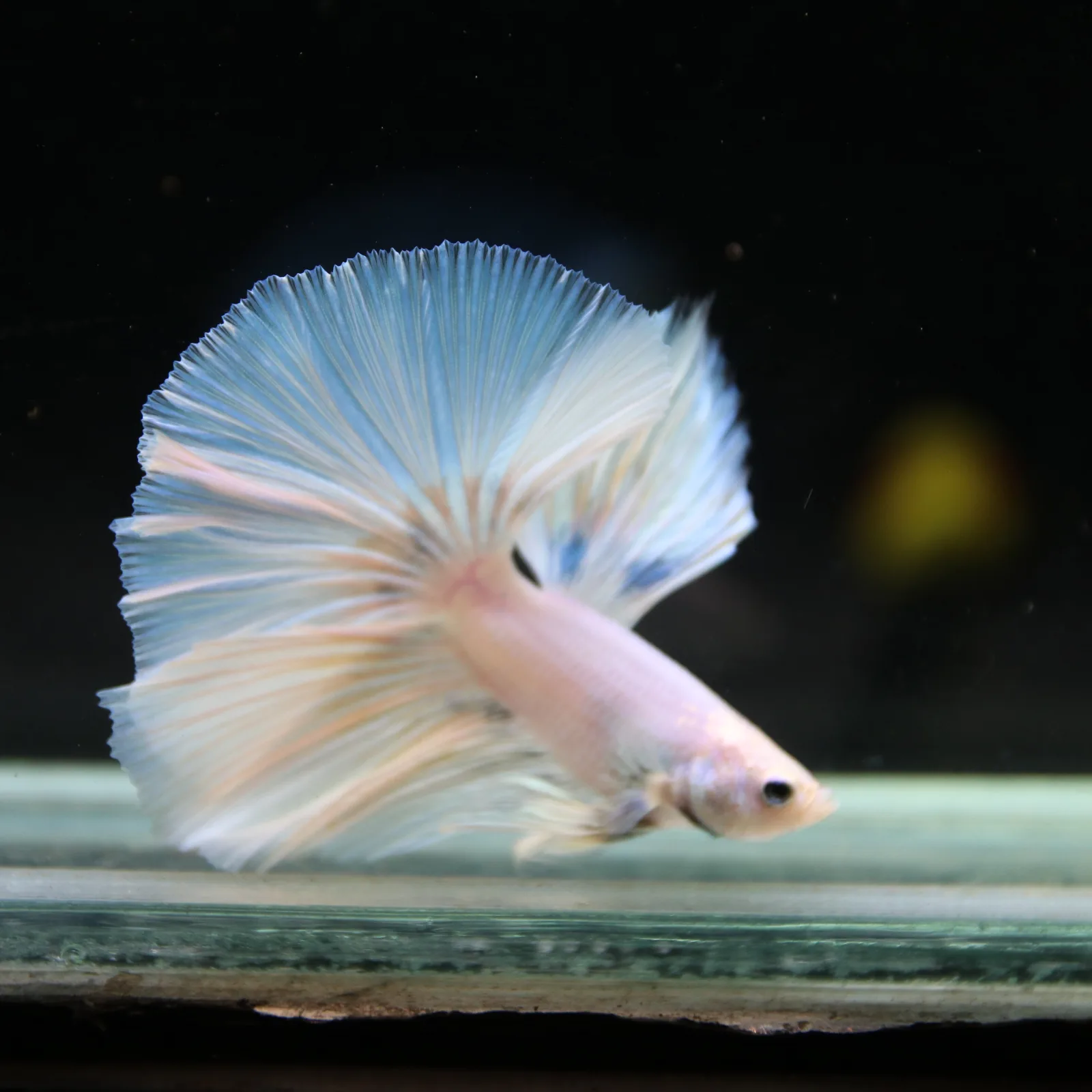 Pearl Ice Blue Halfmoon Betta Male – Premium Live Betta Fish from Thailand media 5