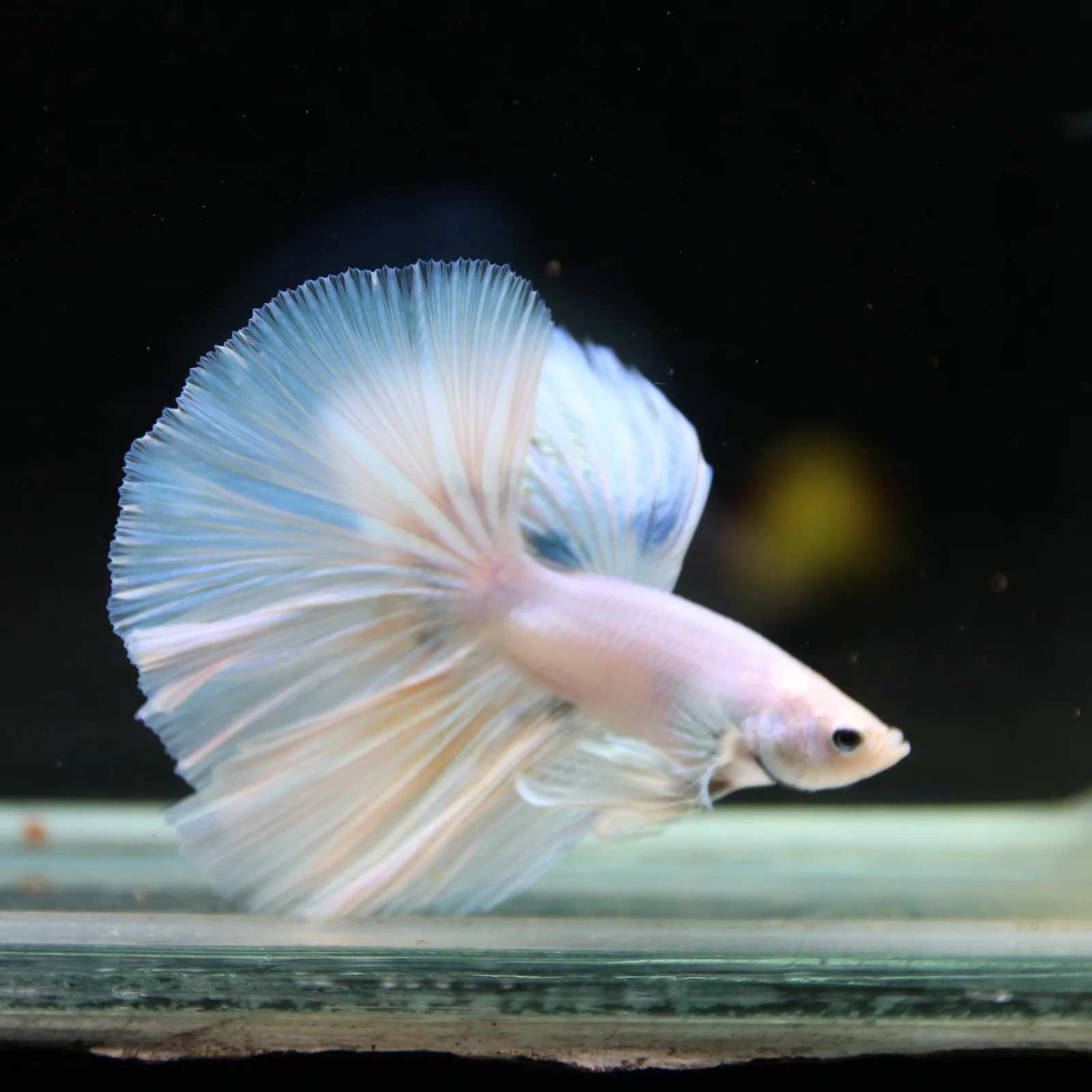 Pearl Ice Blue Halfmoon Betta Male – Premium Live Betta Fish from Thailand media 6