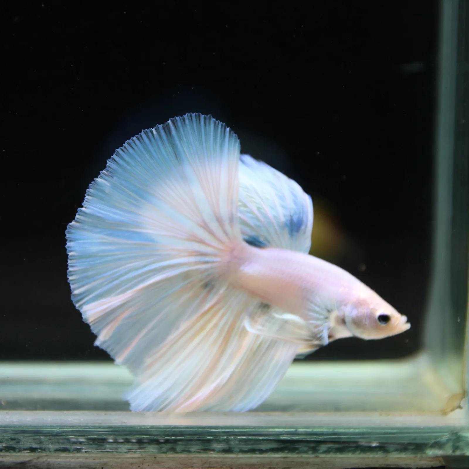Pearl Ice Blue Halfmoon Betta Male – Premium Live Betta Fish from Thailand media 7