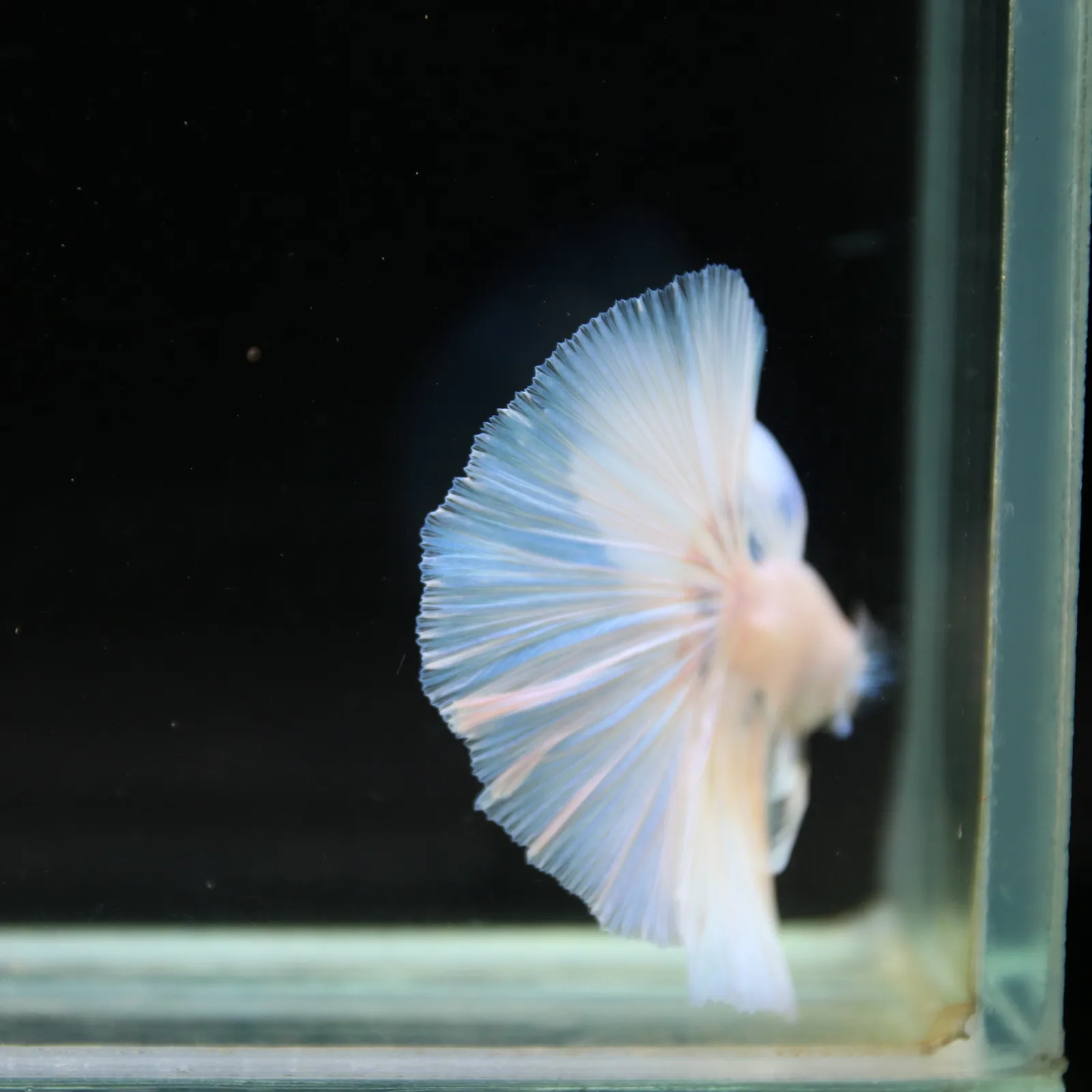 Pearl Ice Blue Halfmoon Betta Male – Premium Live Betta Fish from Thailand media 8