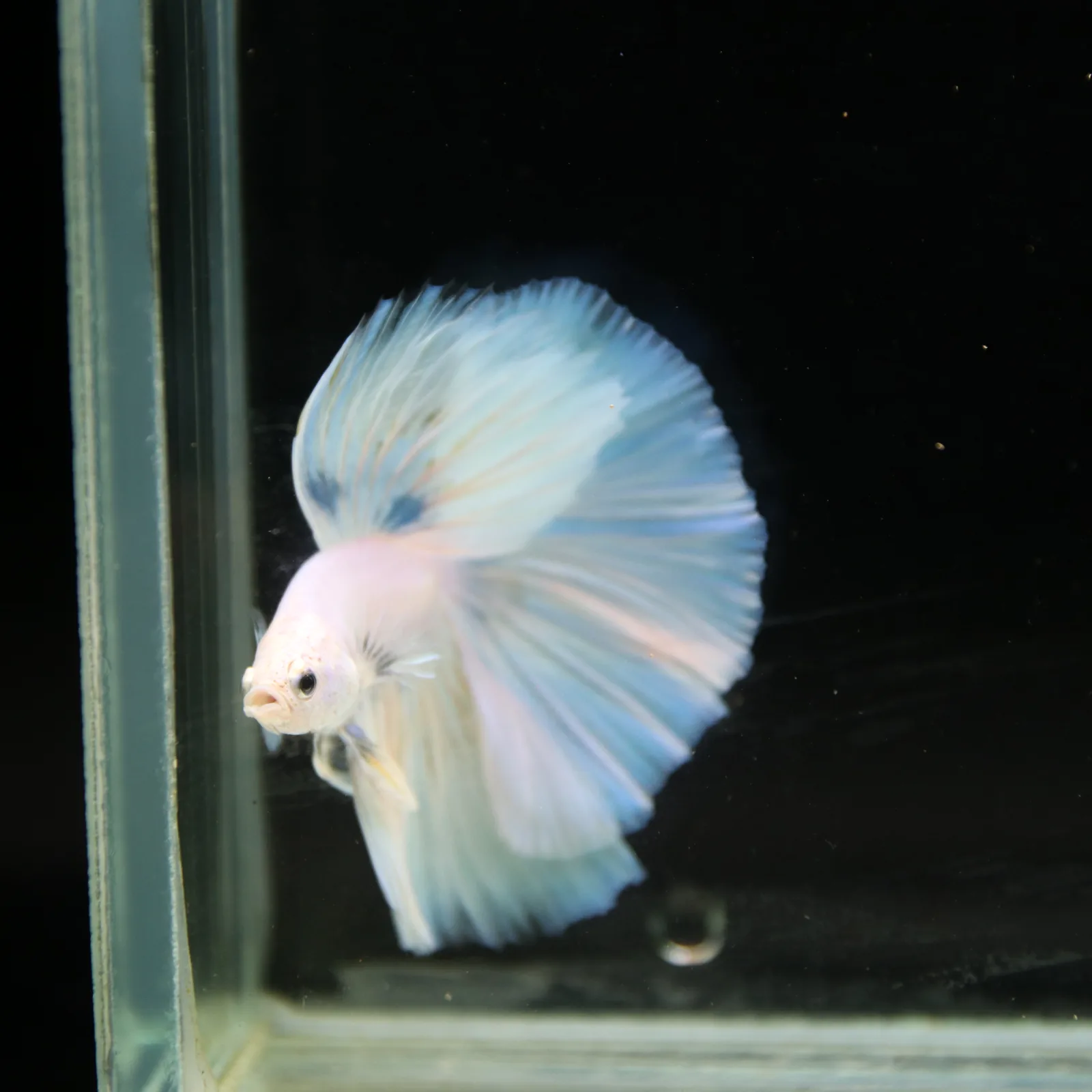Pearl Ice Blue Halfmoon Betta Male – Premium Live Betta Fish from Thailand media 9