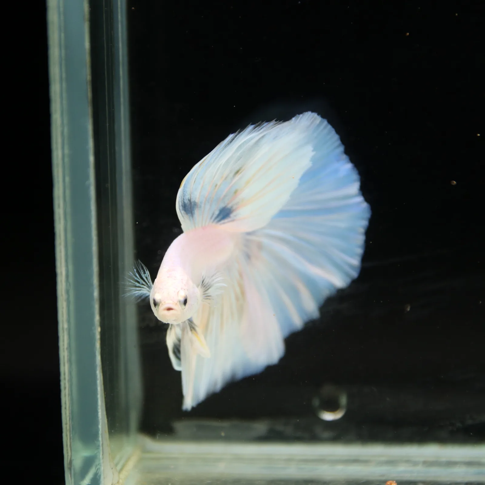 Pearl Ice Blue Halfmoon Betta Male – Premium Live Betta Fish from Thailand media 10