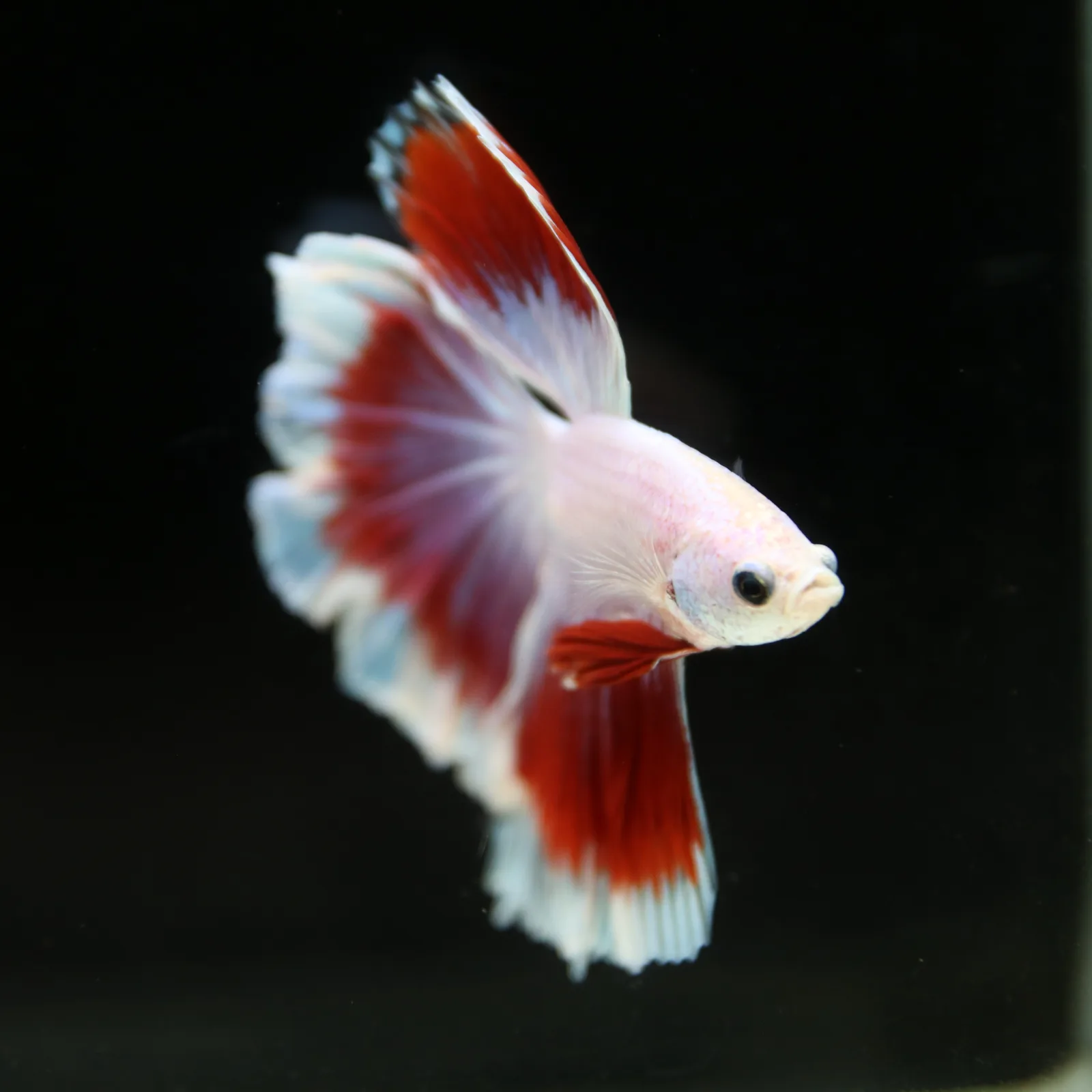 Pearl White Red Butterfly Halfmoon Betta Male – Premium Live Betta Fish media 2