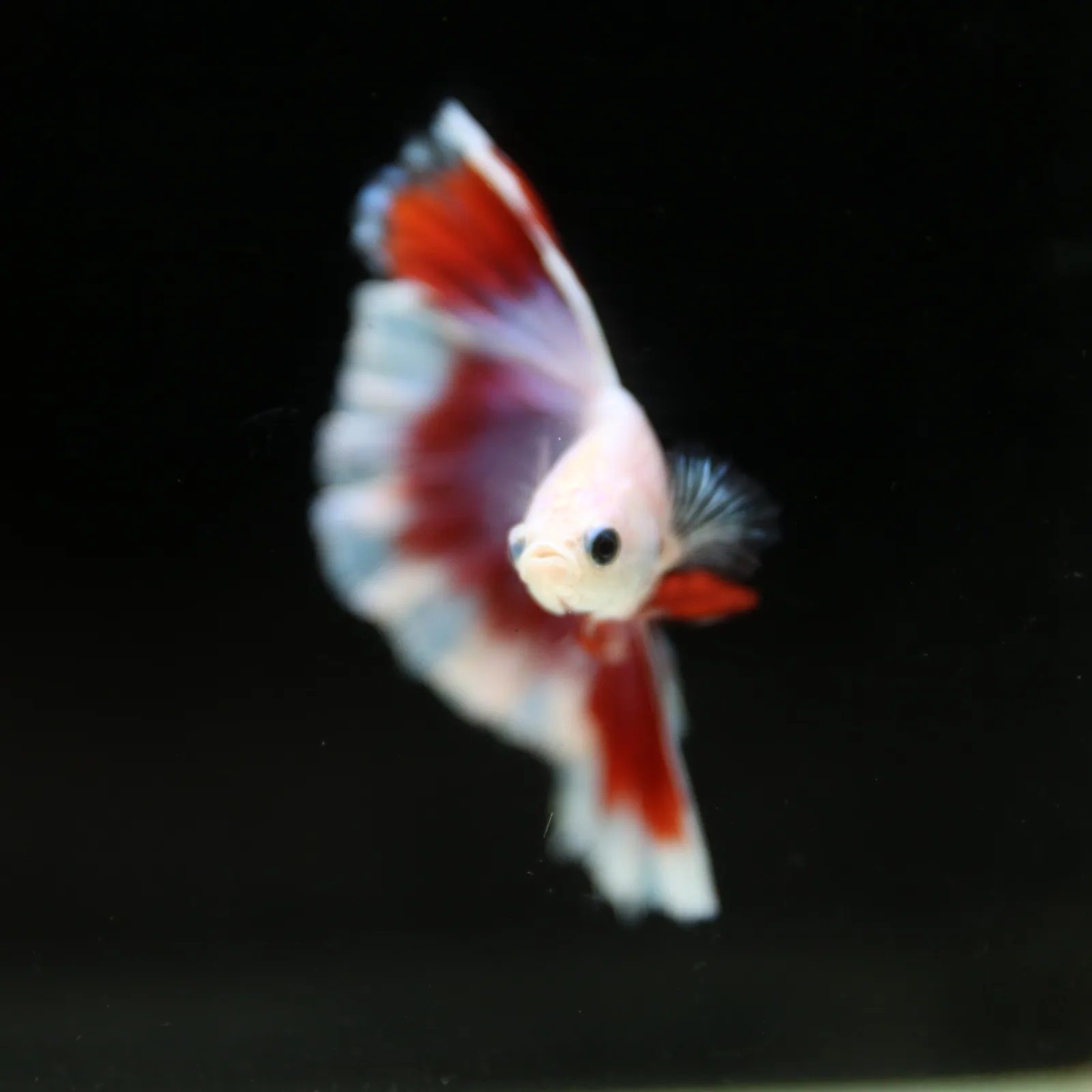 Pearl White Red Butterfly Halfmoon Betta Male – Premium Live Betta Fish media 3