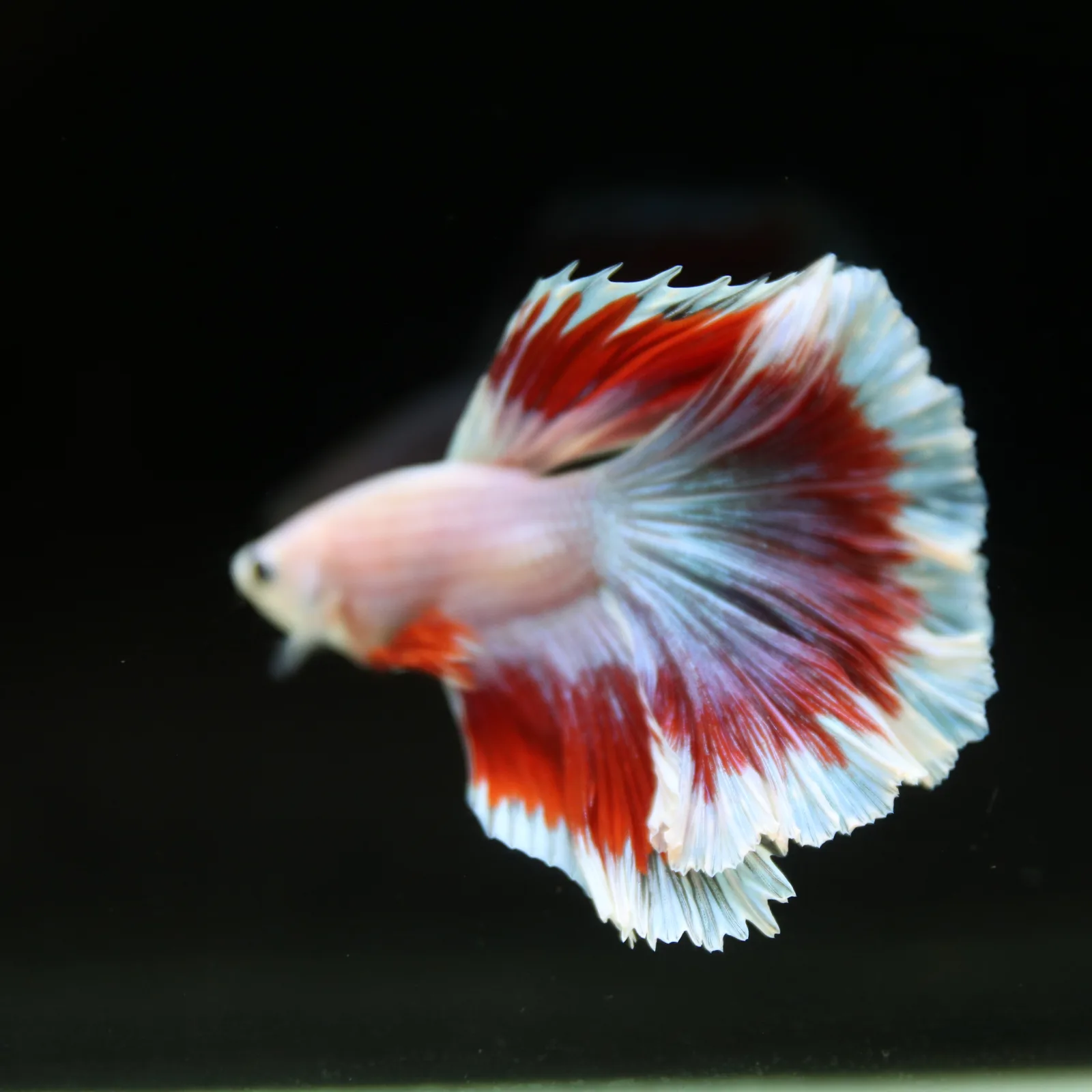 Pearl White Red Butterfly Halfmoon Betta Male – Premium Live Betta Fish media 4