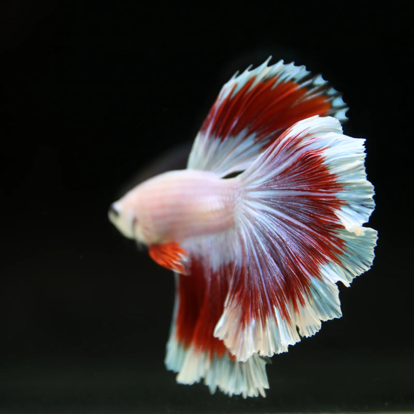 Pearl White Red Butterfly Halfmoon Betta Male – Premium Live Betta Fish media 5