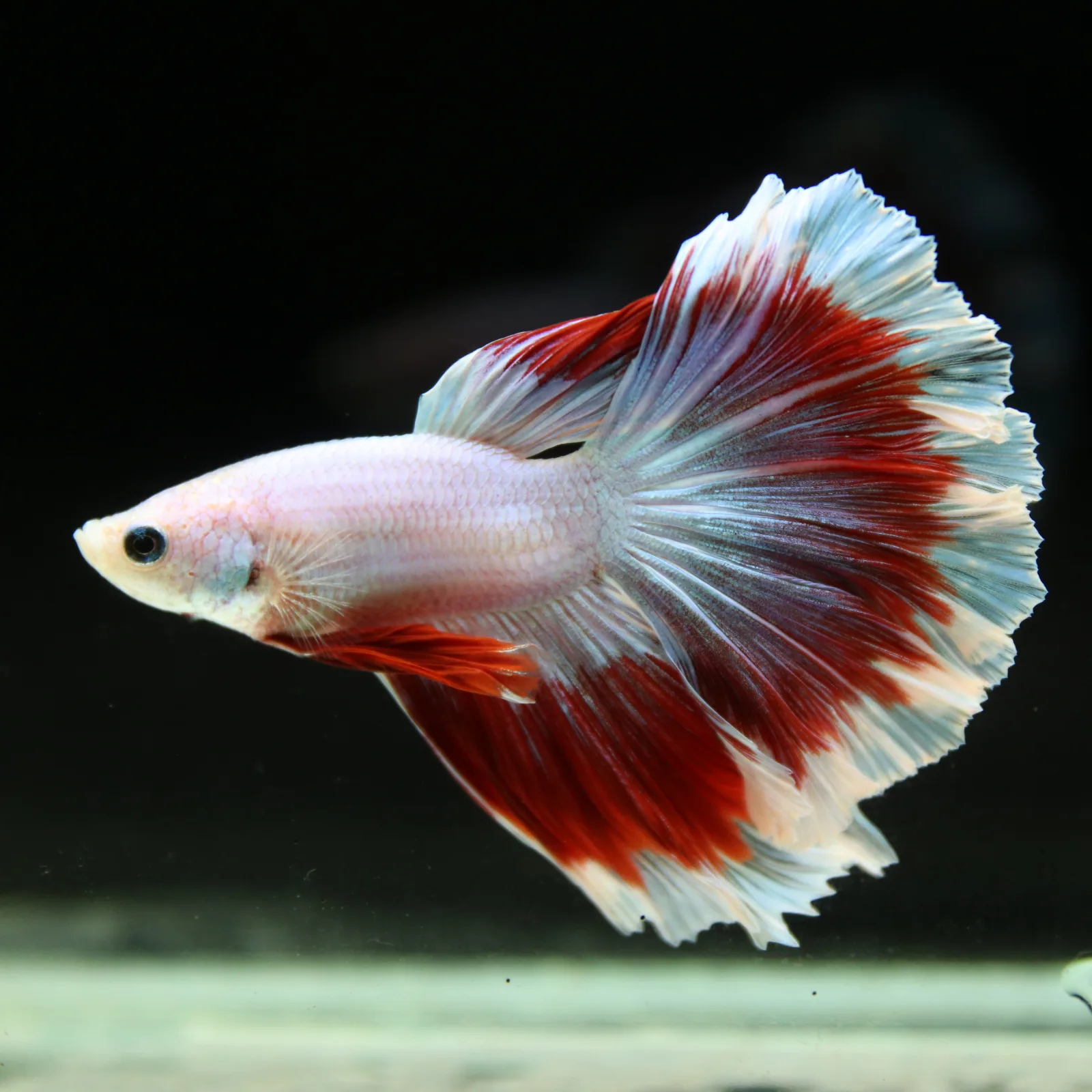 Pearl White Red Butterfly Halfmoon Betta Male – Premium Live Betta Fish media 6