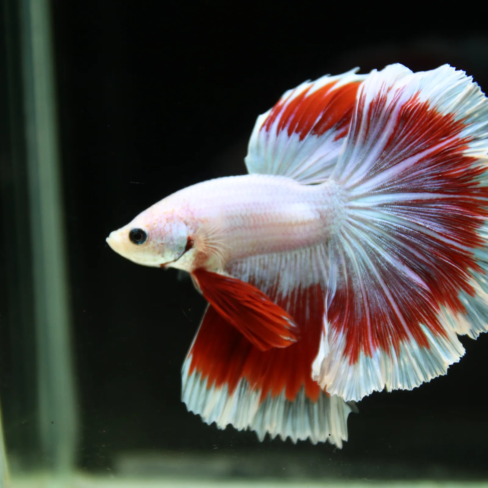 Pearl White Red Butterfly Halfmoon Betta Male – Premium Live Betta Fish media 7