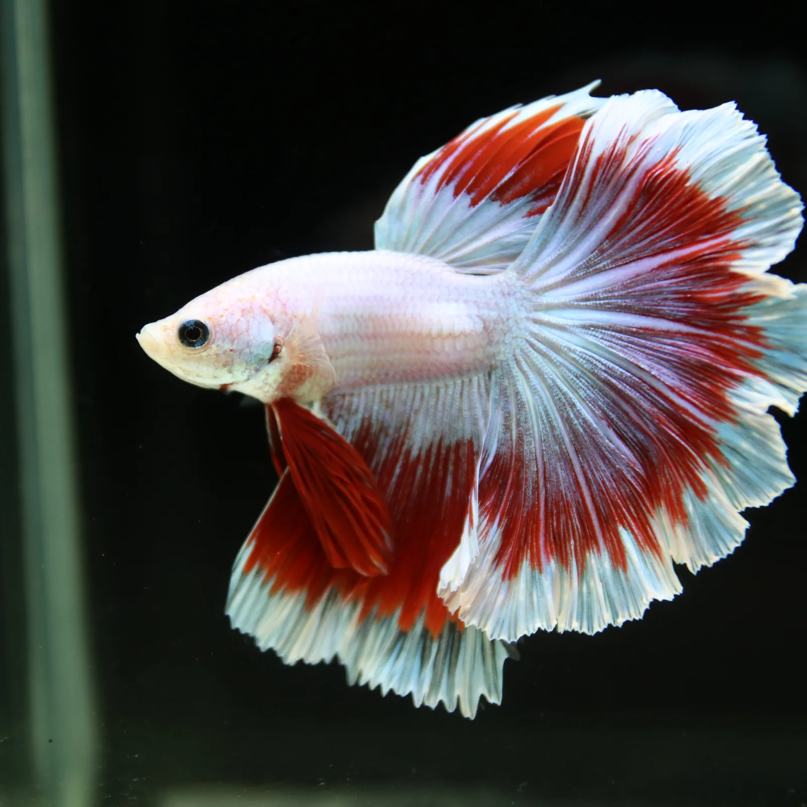 Pearl White Red Butterfly Halfmoon Betta Male – Premium Live Betta Fish media 8