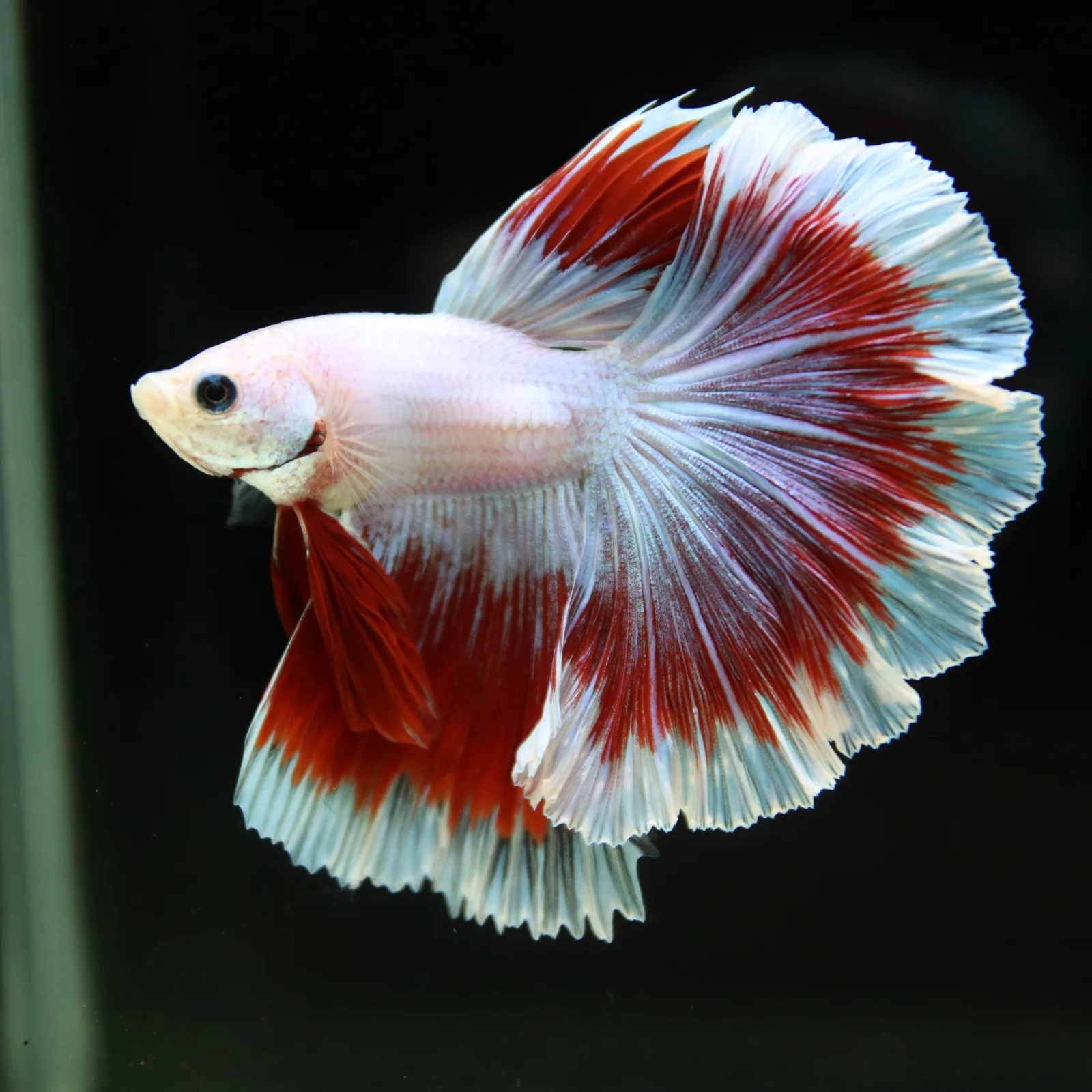 Pearl White Red Butterfly Halfmoon Betta Male – Premium Live Betta Fish media 9
