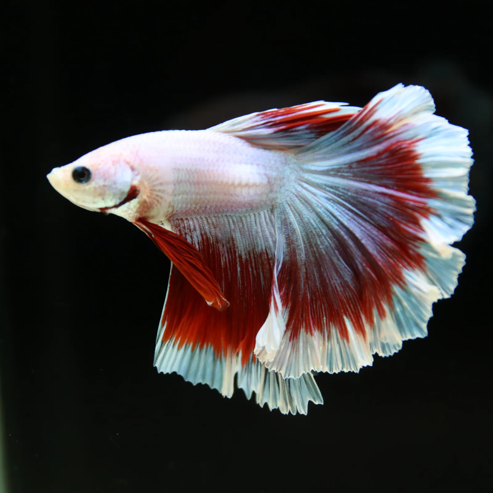 Pearl White Red Butterfly Halfmoon Betta Male – Premium Live Betta Fish media 11