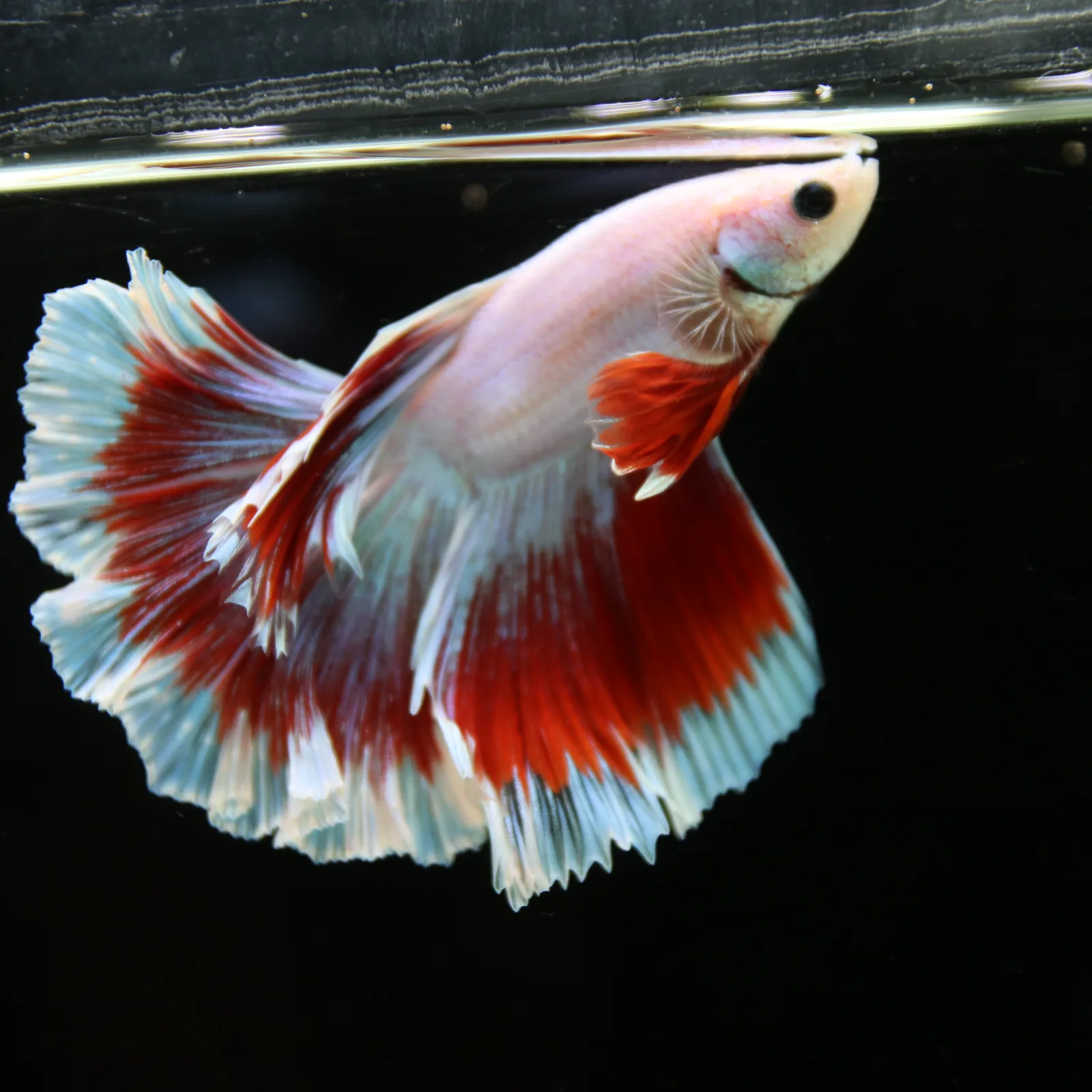 Pearl White Red Butterfly Halfmoon Betta Male – Premium Live Betta Fish media 12