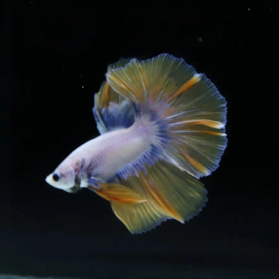 Pearl Golden Lavender Halfmoon Betta Male – Premium Live Betta Fish