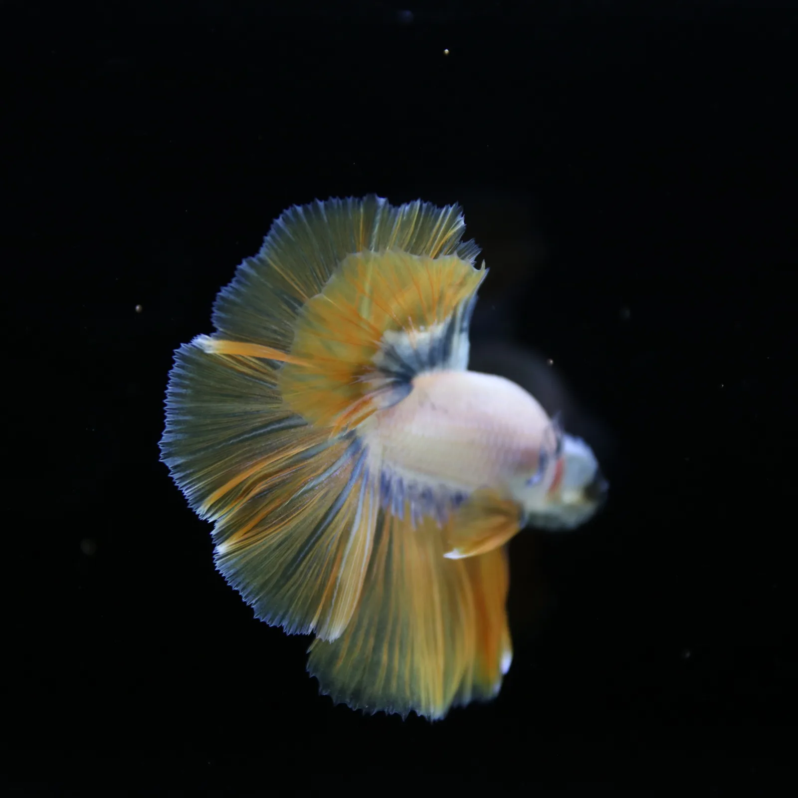 Pearl Golden Lavender Halfmoon Betta Male – Premium Live Betta Fish media 2
