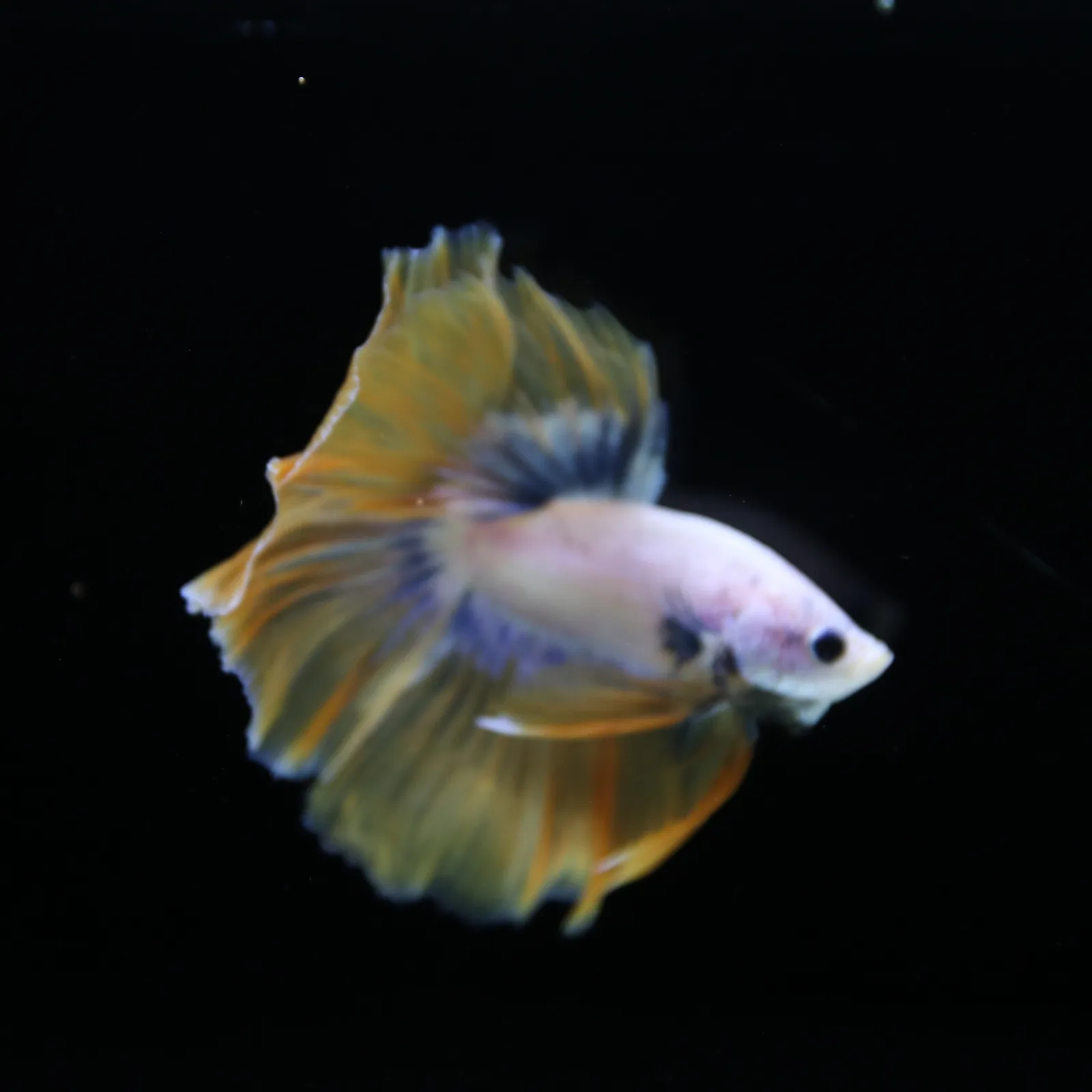 Pearl Golden Lavender Halfmoon Betta Male – Premium Live Betta Fish media 3
