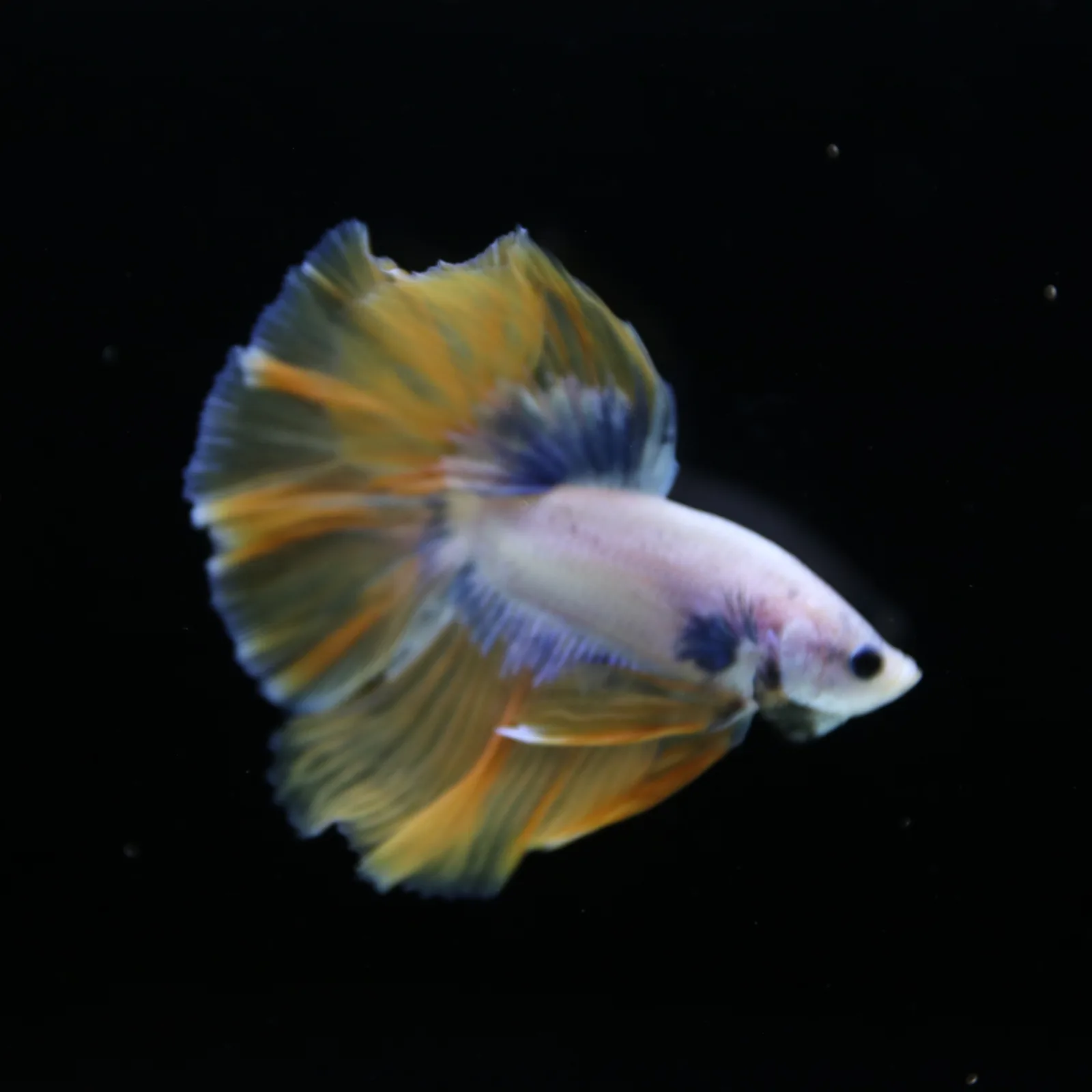Pearl Golden Lavender Halfmoon Betta Male – Premium Live Betta Fish media 4