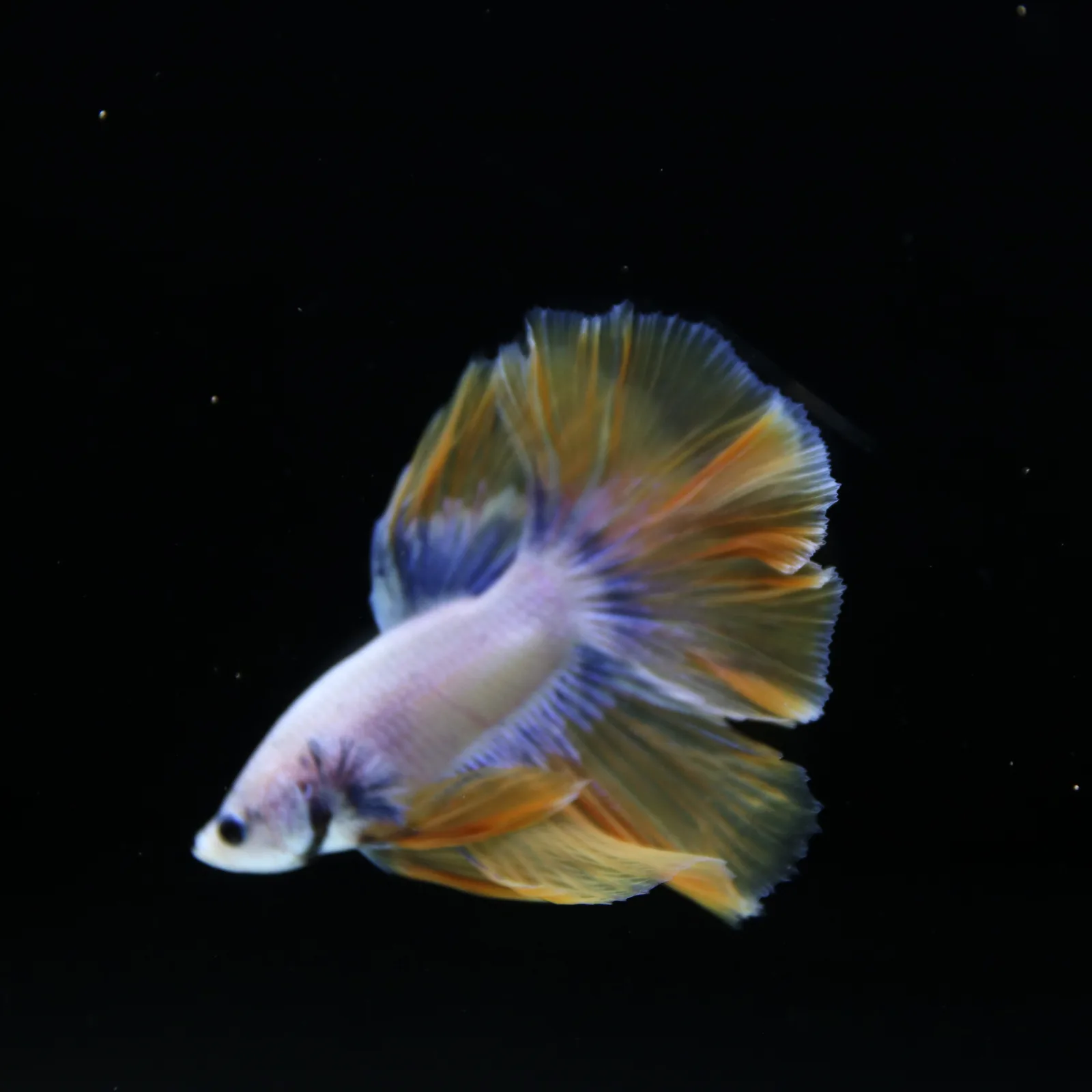 Pearl Golden Lavender Halfmoon Betta Male – Premium Live Betta Fish media 6