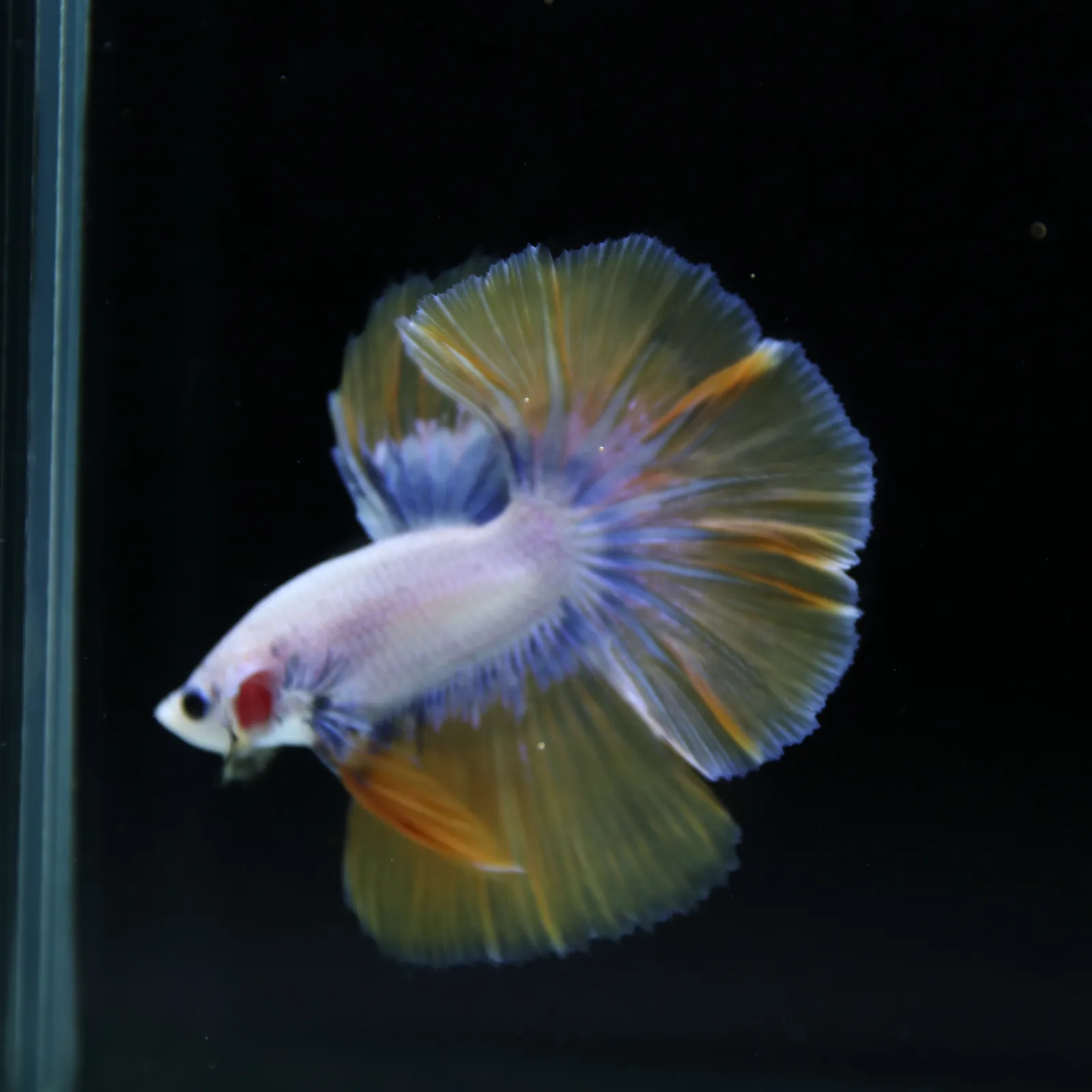 Pearl Golden Lavender Halfmoon Betta Male – Premium Live Betta Fish media 9