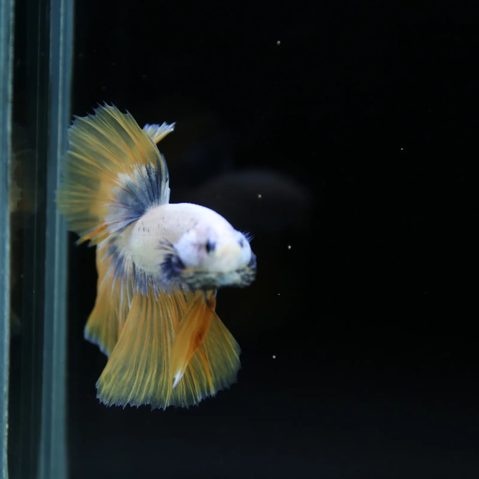 Pearl Golden Lavender Halfmoon Betta Male – Premium Live Betta Fish media 11