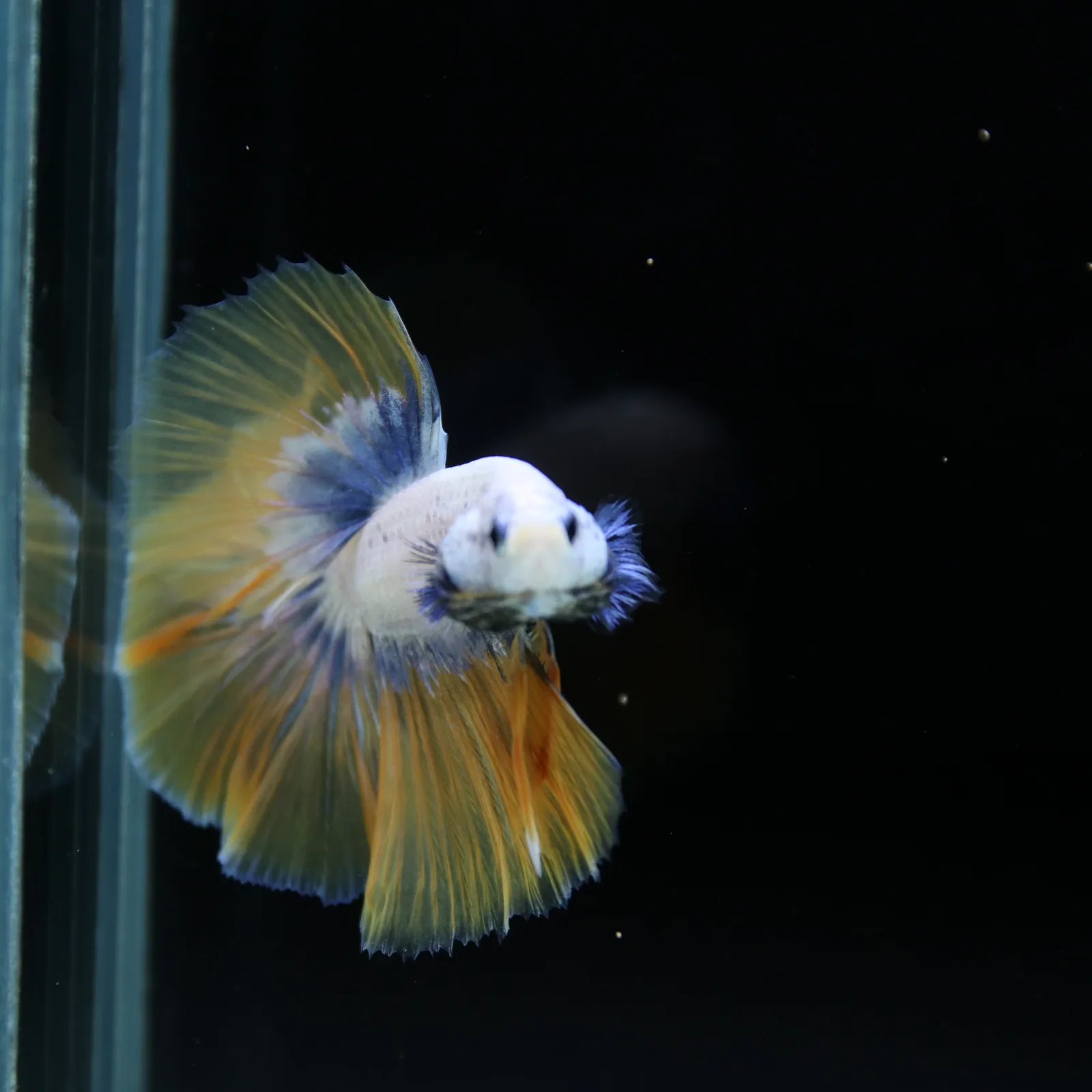 Pearl Golden Lavender Halfmoon Betta Male – Premium Live Betta Fish media 12