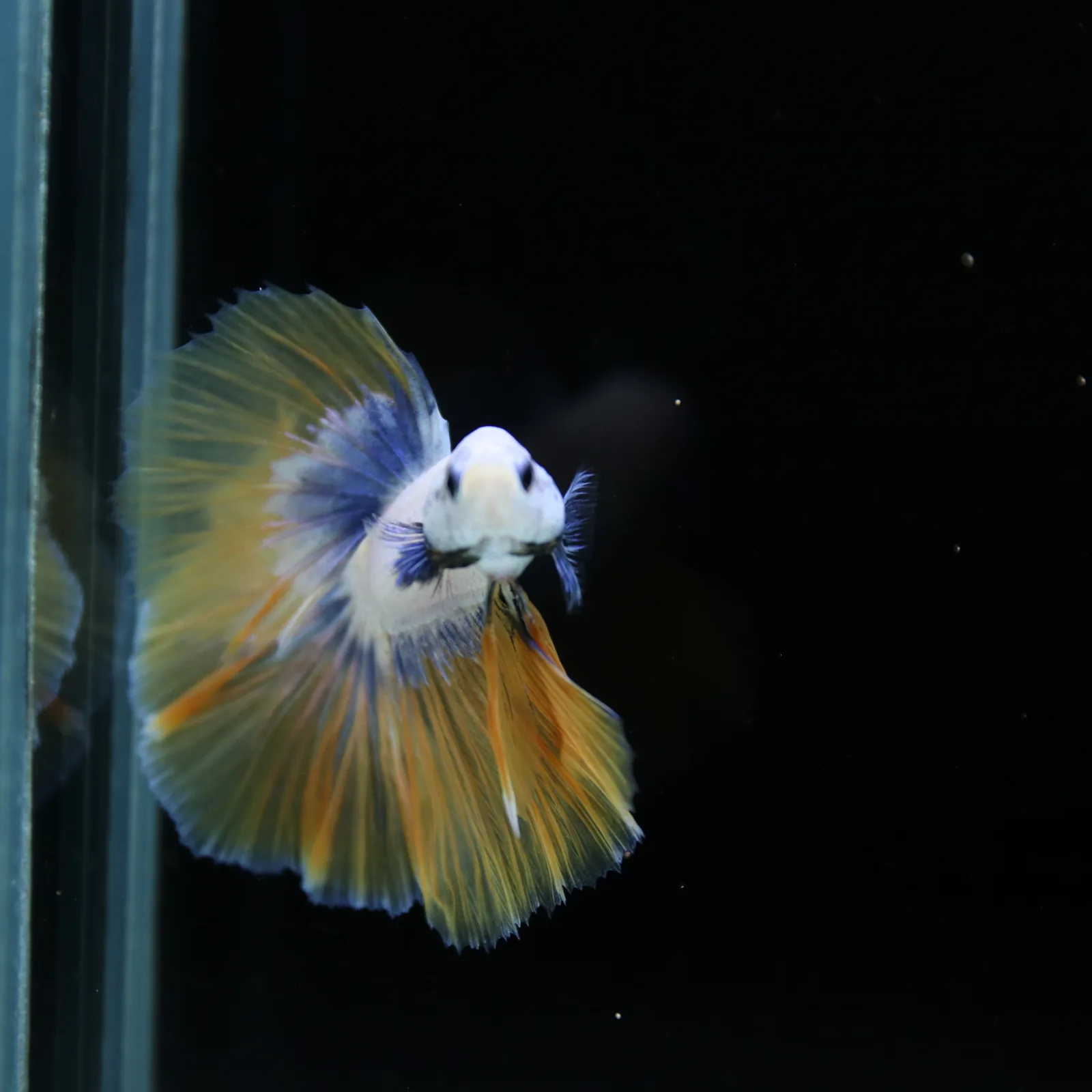 Pearl Golden Lavender Halfmoon Betta Male – Premium Live Betta Fish media 13