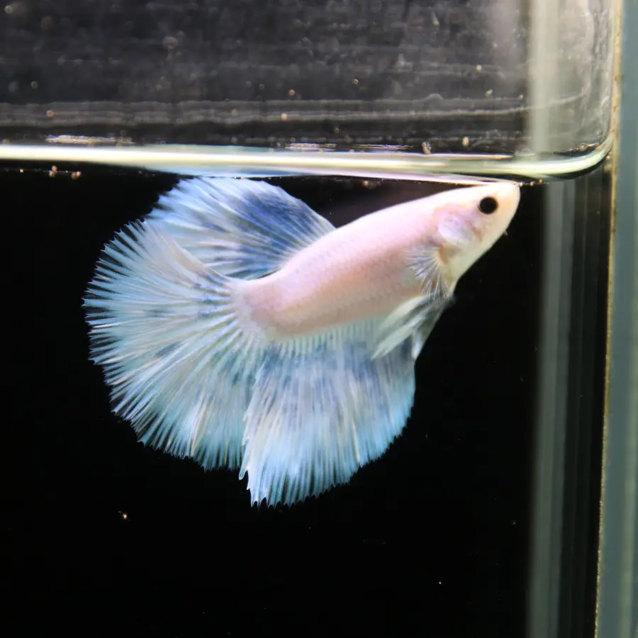 Pearl Ice Blue Halfmoon Betta Male – Premium Live Betta Fish