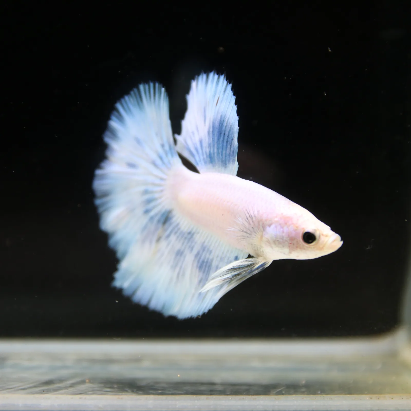 Pearl Ice Blue Halfmoon Betta Male – Premium Live Betta Fish media 2