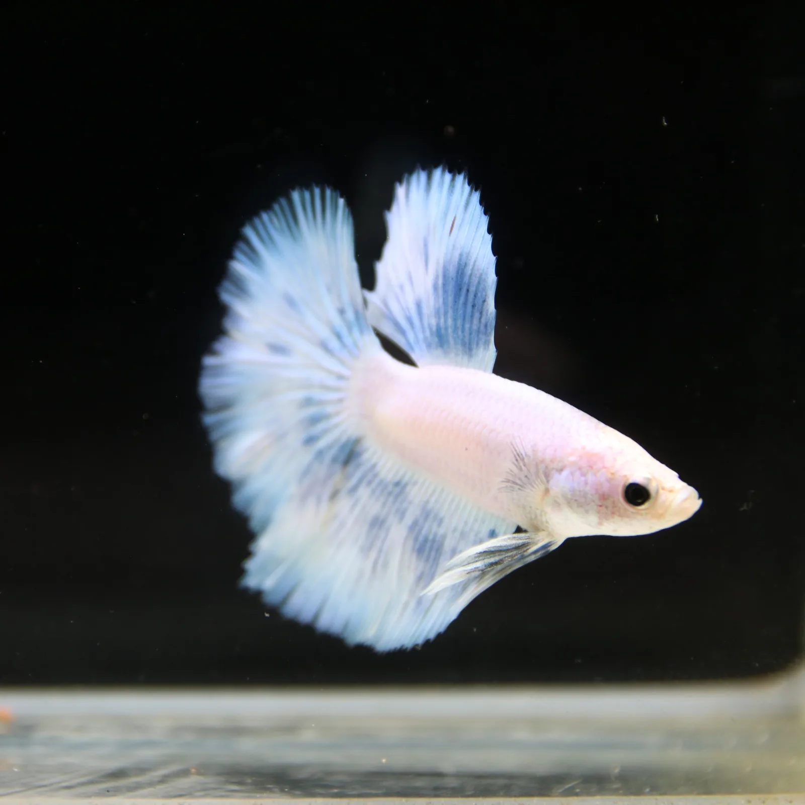Pearl Ice Blue Halfmoon Betta Male – Premium Live Betta Fish media 3