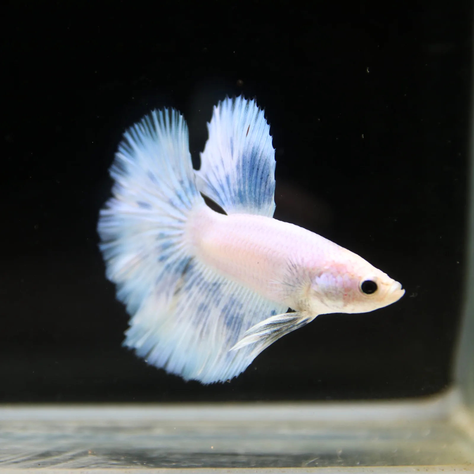 Pearl Ice Blue Halfmoon Betta Male – Premium Live Betta Fish media 5