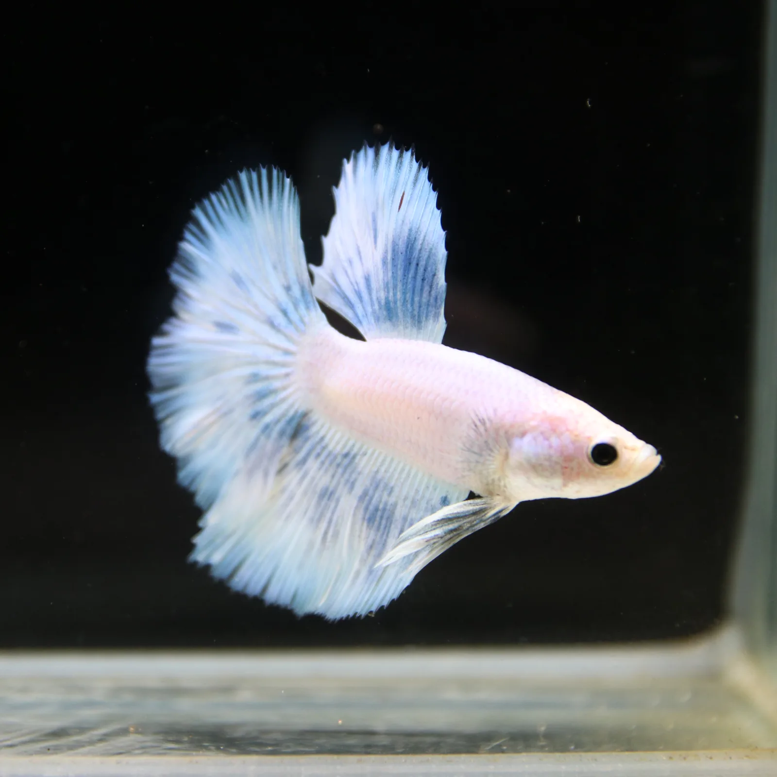 Pearl Ice Blue Halfmoon Betta Male – Premium Live Betta Fish media 6