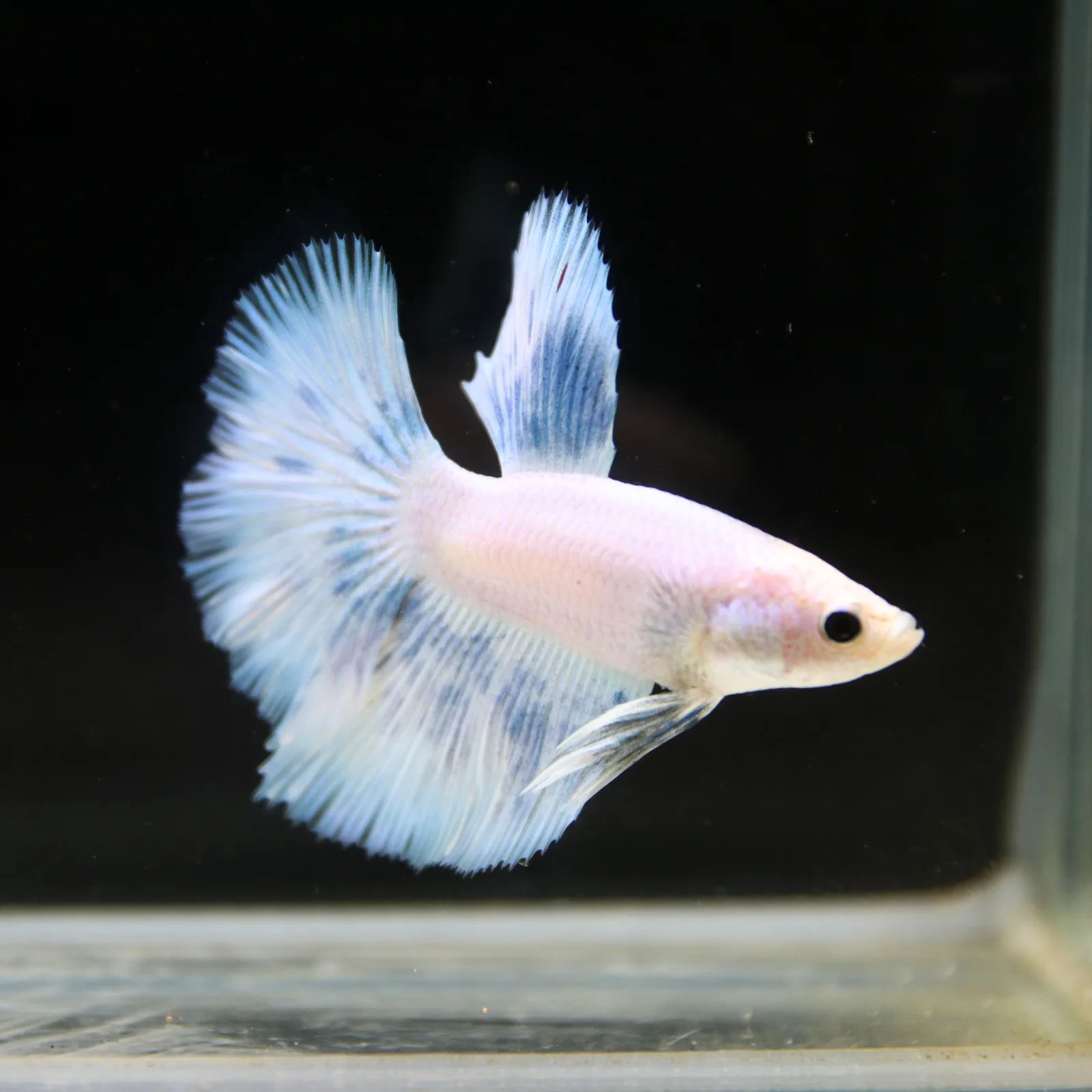Pearl Ice Blue Halfmoon Betta Male – Premium Live Betta Fish media 7
