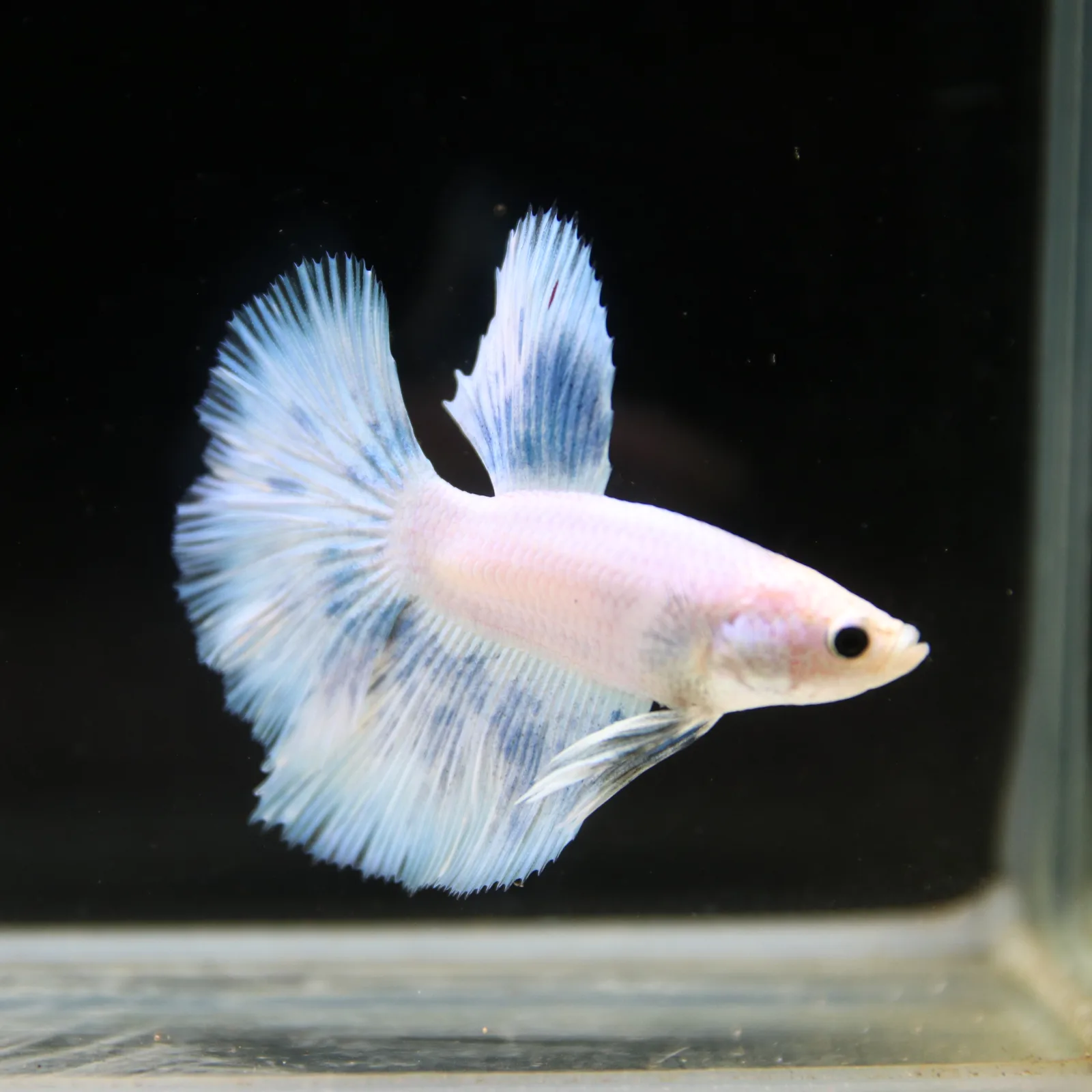 Pearl Ice Blue Halfmoon Betta Male – Premium Live Betta Fish media 8