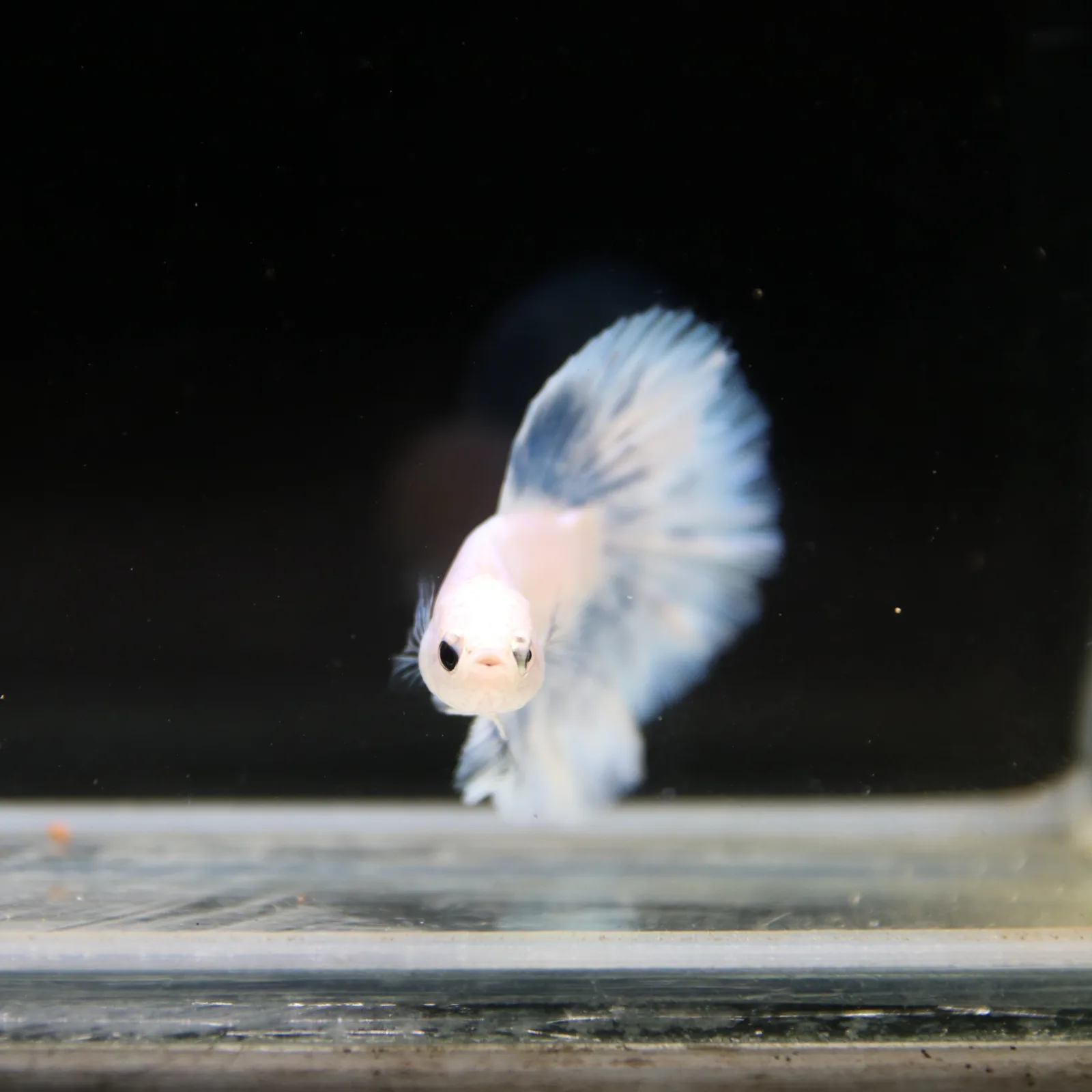 Pearl Ice Blue Halfmoon Betta Male – Premium Live Betta Fish media 9