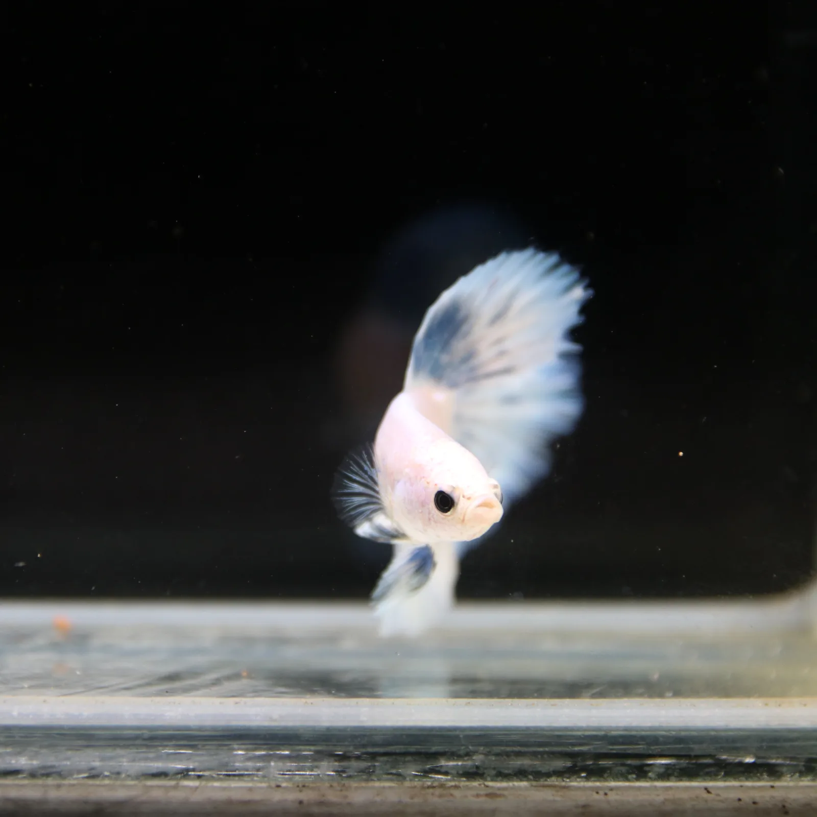 Pearl Ice Blue Halfmoon Betta Male – Premium Live Betta Fish media 10