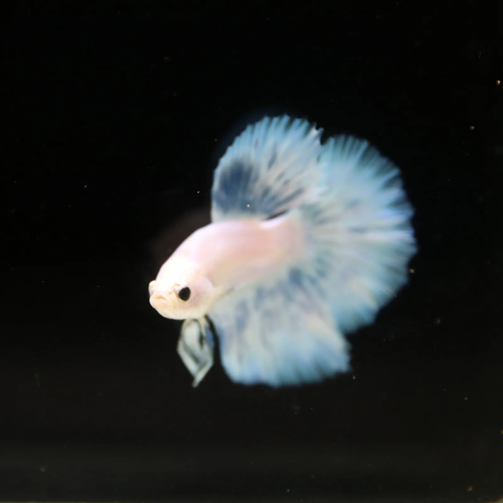 Pearl Ice Blue Halfmoon Betta Male – Premium Live Betta Fish media 11