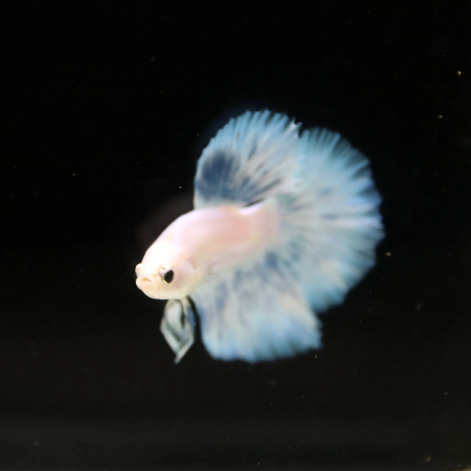 Pearl Ice Blue Halfmoon Betta Male – Premium Live Betta Fish media 12