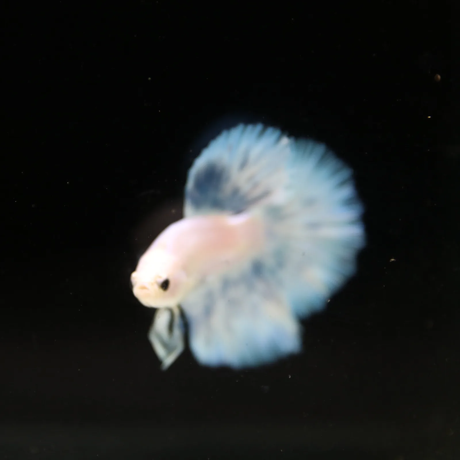 Pearl Ice Blue Halfmoon Betta Male – Premium Live Betta Fish media 13