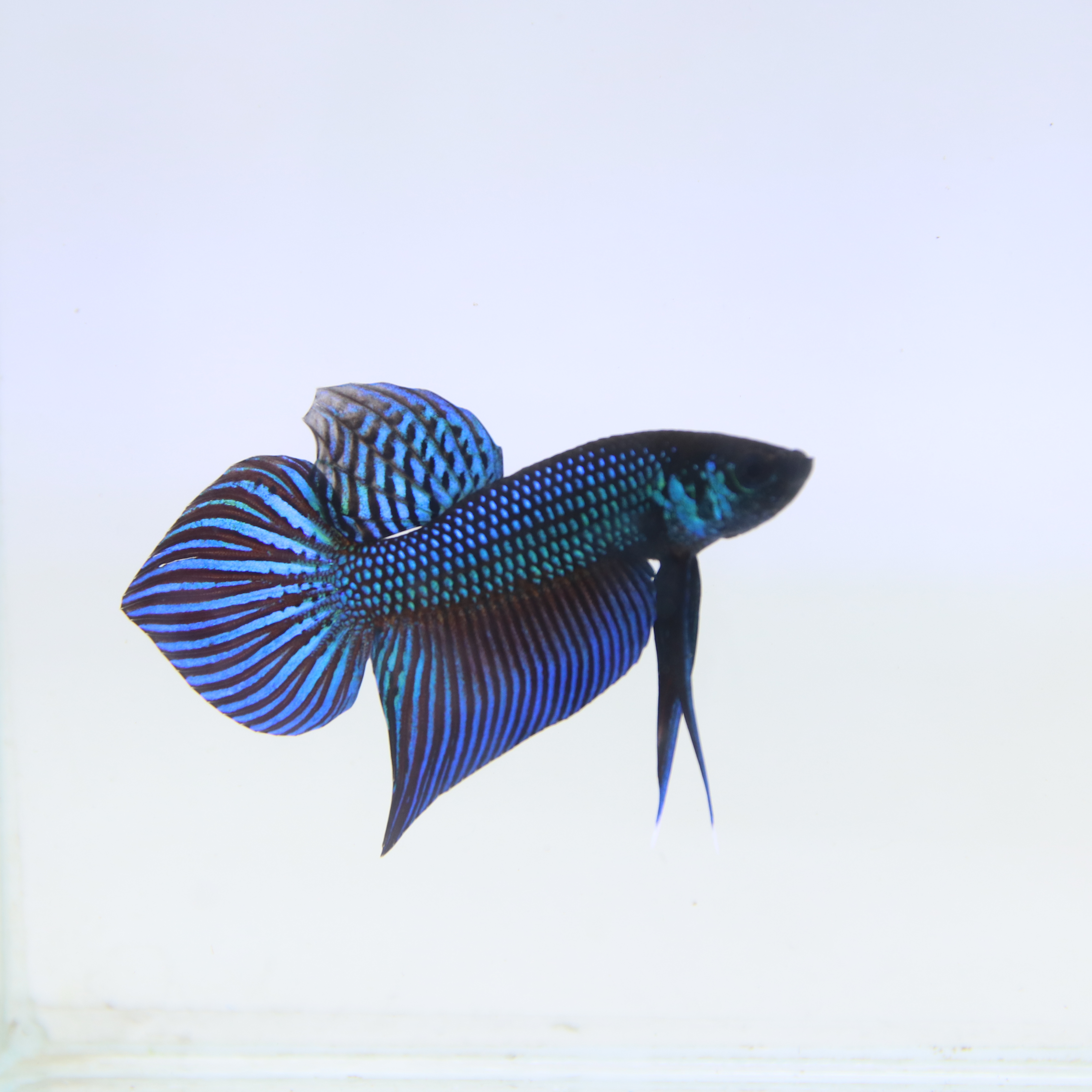 Mahachaiensis Betta media 10