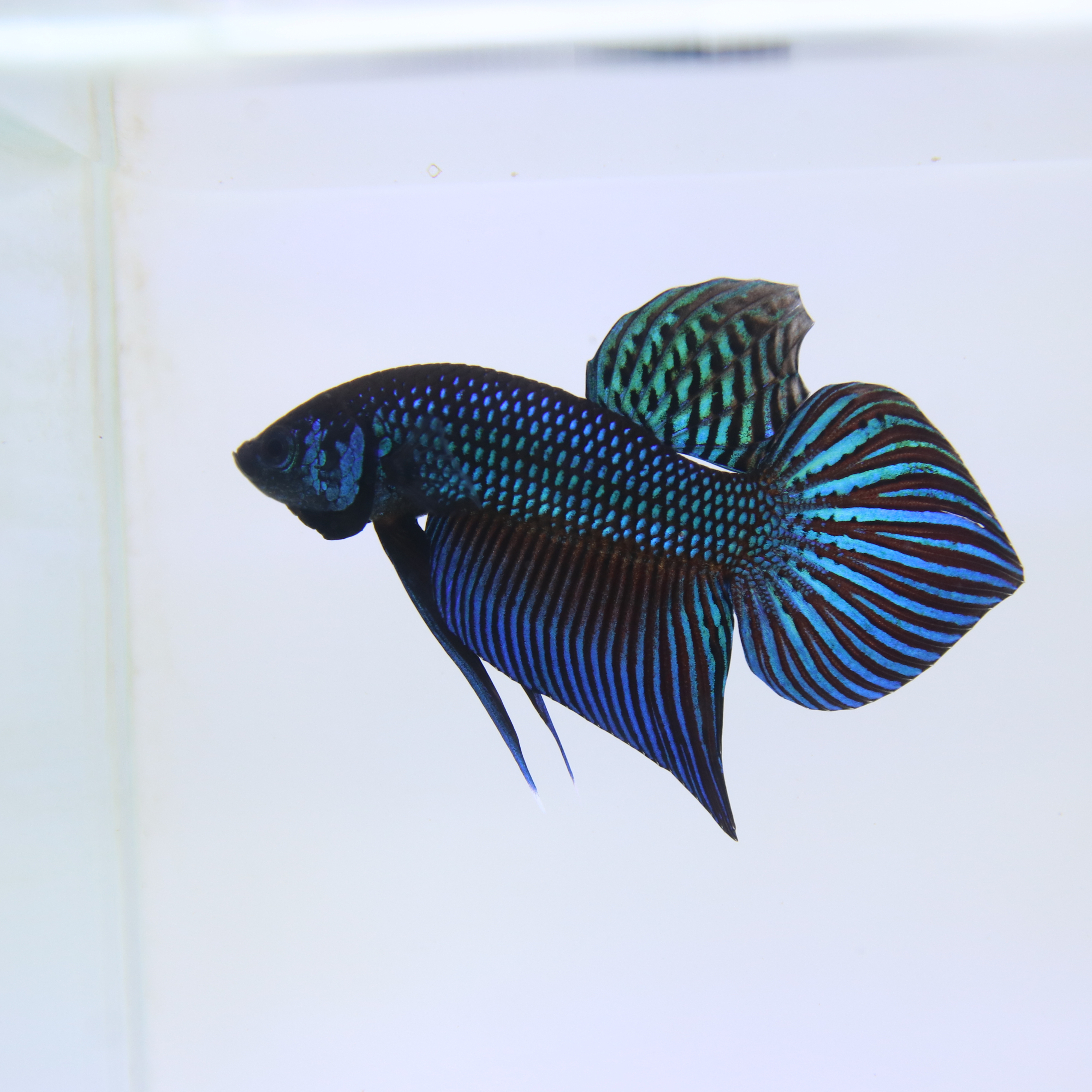 Mahachaiensis Betta media 4