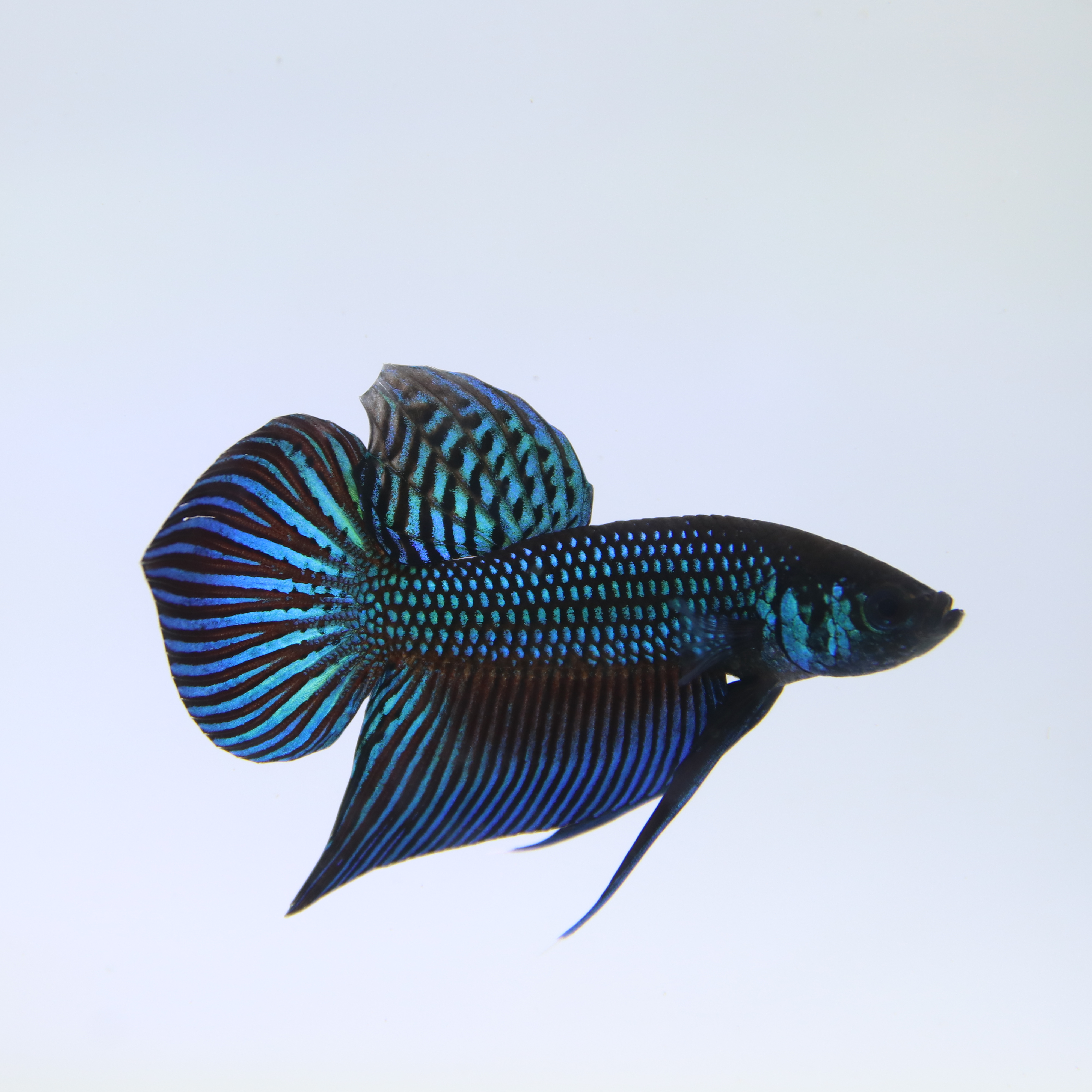 Mahachaiensis Betta media 6